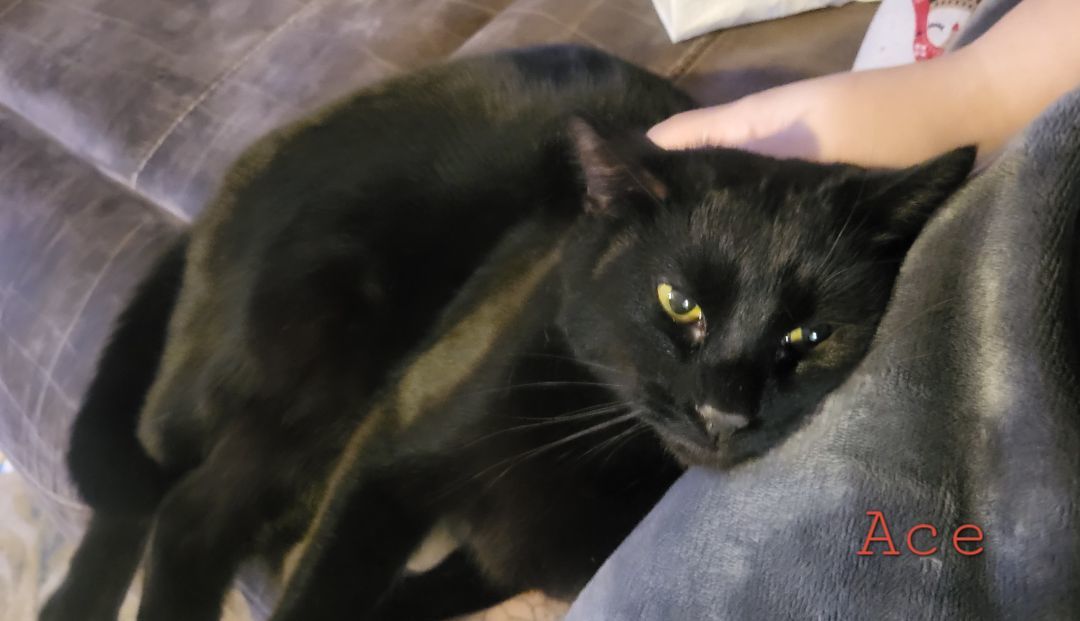 Enlarge Ace, a Adopted Domestic Short Hair in Morgantown, WV image 3/3