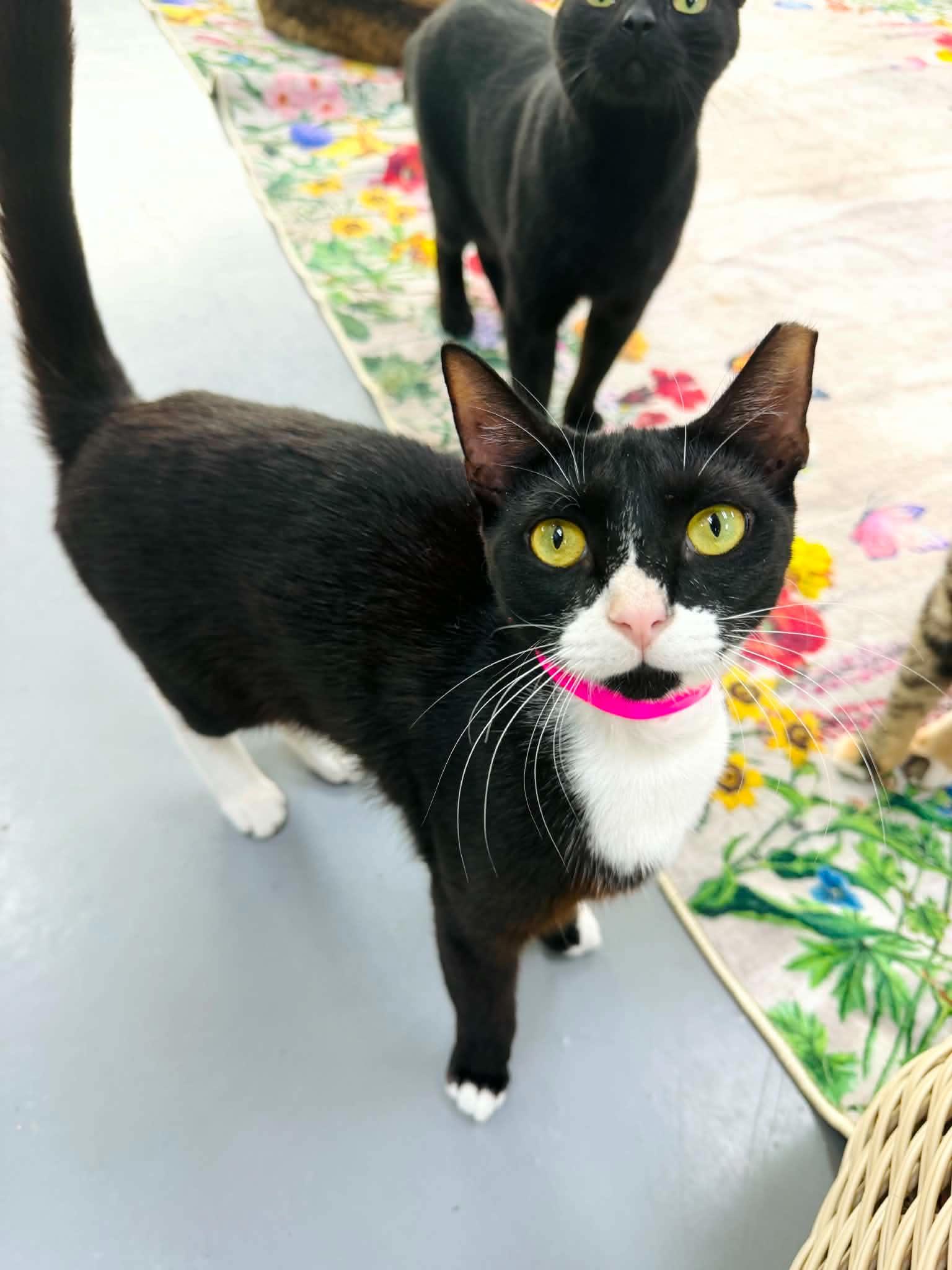 June, Adoptable, Adult Female Domestic Short Hair.