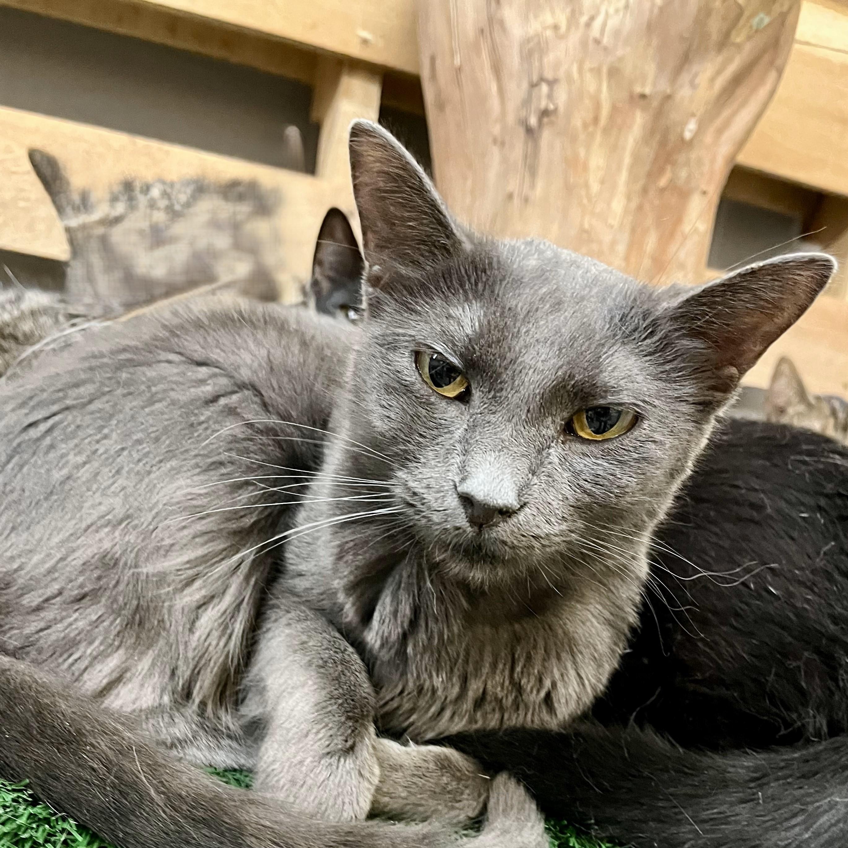 Sunny Aftersock — thumbnail 3