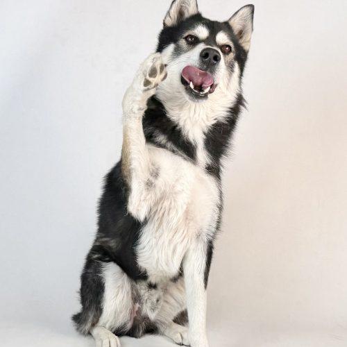Lucky, a Adoptable Siberian Husky in Dillon, MT image 1/3
