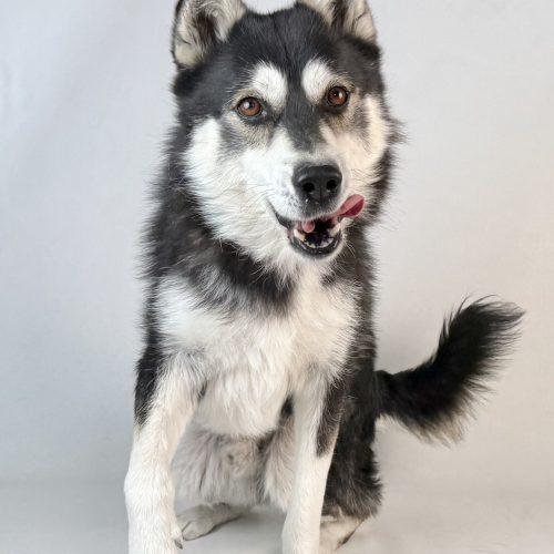 Lucky, a Adoptable Siberian Husky in Dillon, MT image 2/3