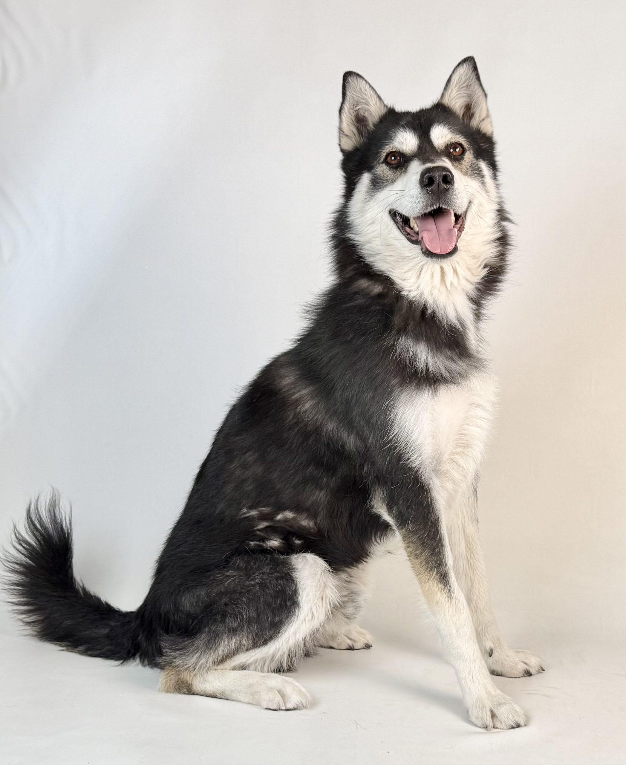 Lucky, a Adoptable Siberian Husky in Dillon, MT image 3/3