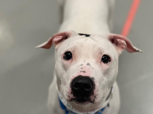 Enlarge Shortcake, a Adoptable mixed breed in Ridgewood, NY image 1/1