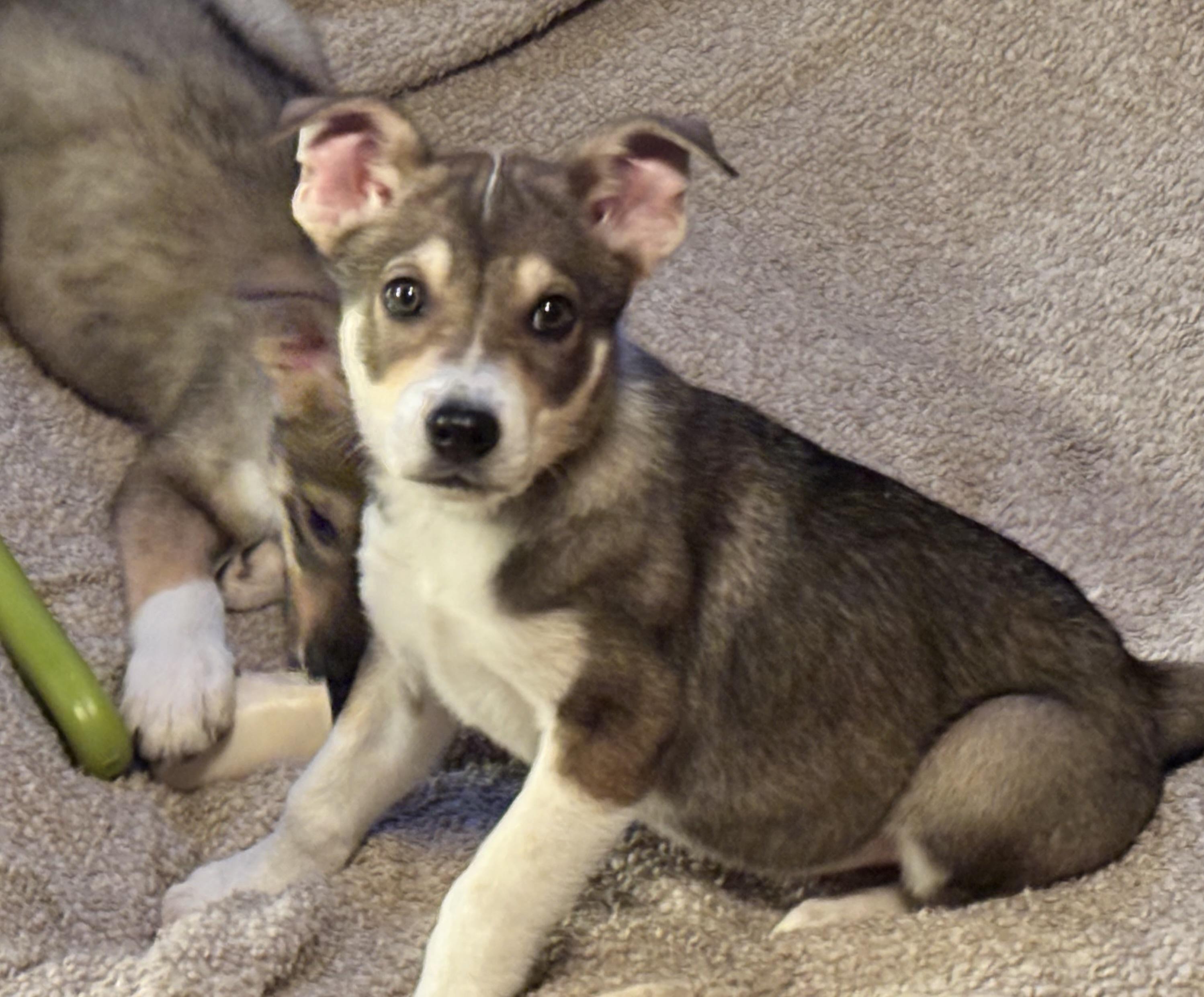 Cobolt, a ADOPTABLE mixed breed in Colorado Springs, CO image 4/4