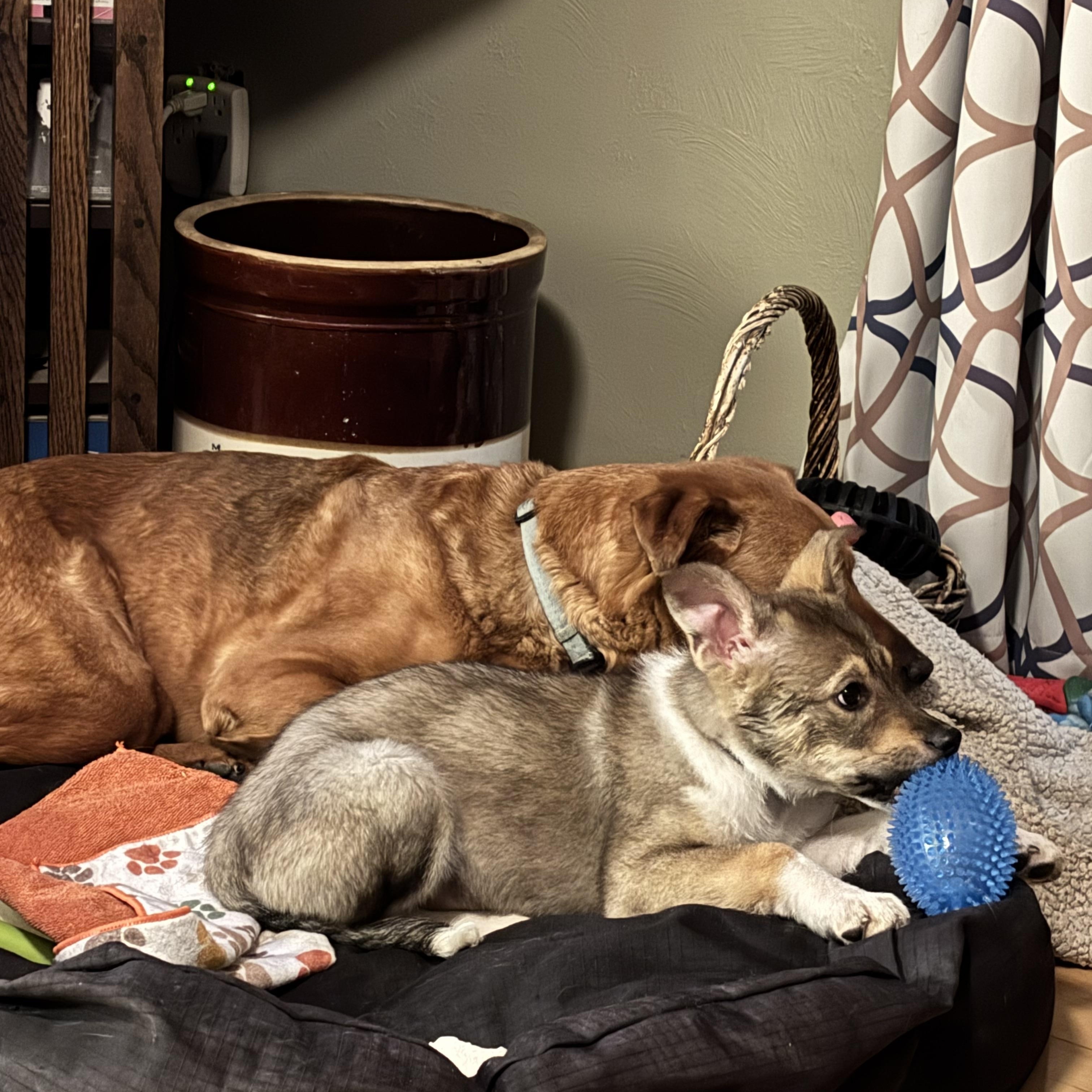 Cobolt, a ADOPTABLE mixed breed in Colorado Springs, CO image 3/4