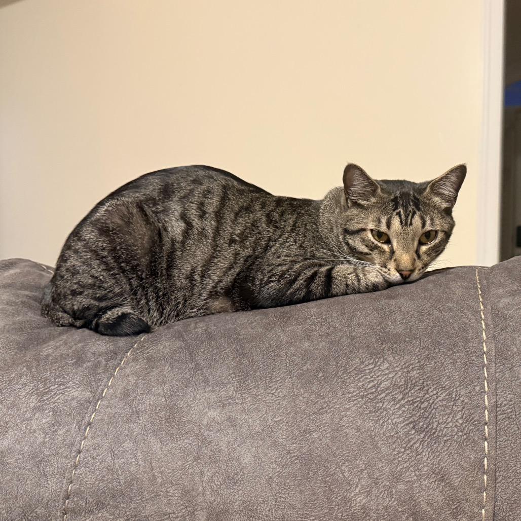 Daiquiri, a Adoptable Domestic Short Hair in Huntsville, AL image 1/4
