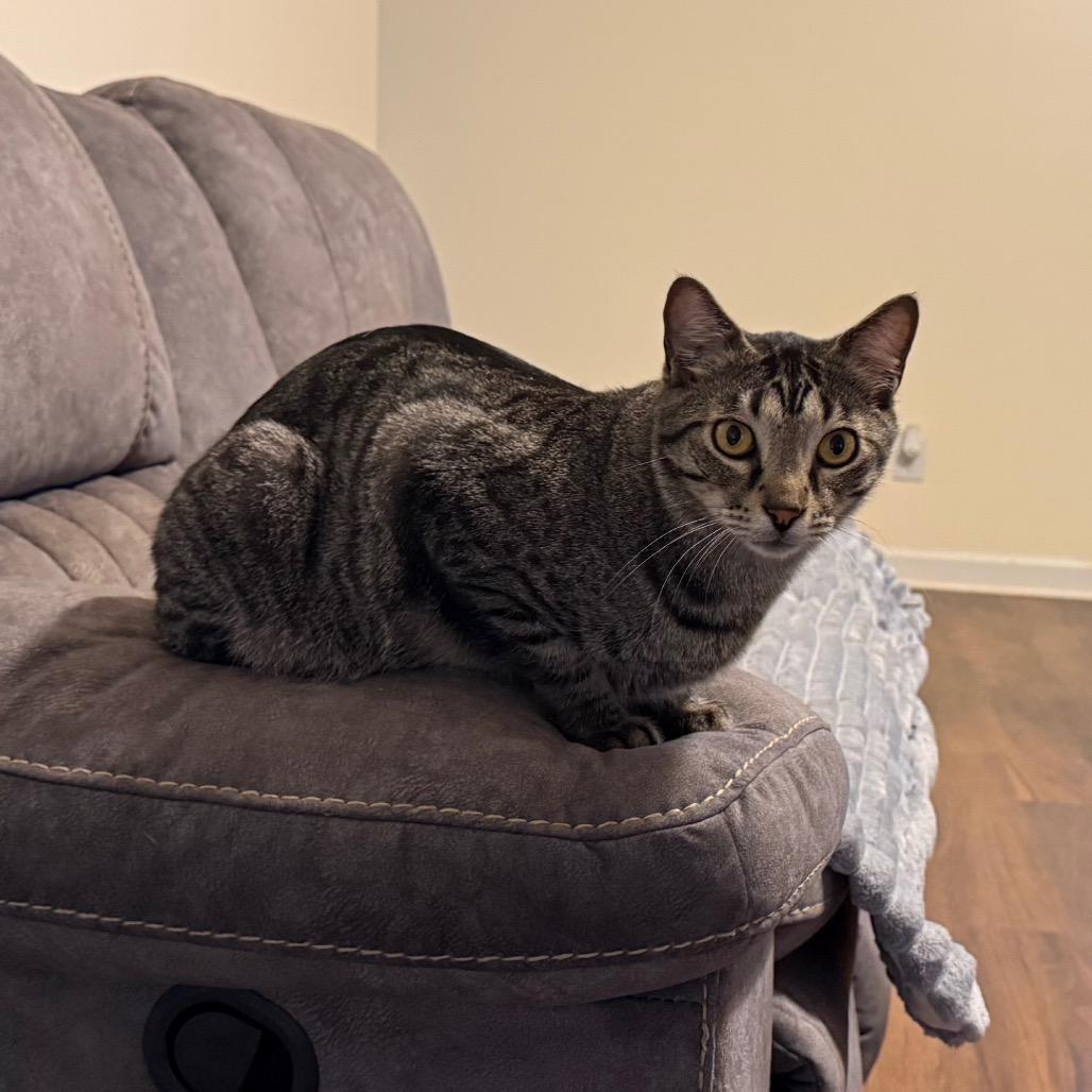 Daiquiri, a Adoptable Domestic Short Hair in Huntsville, AL image 2/4