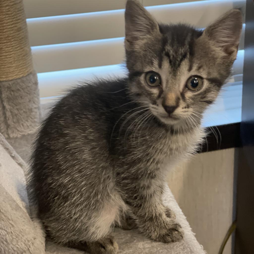 Daiquiri, a Adoptable Domestic Short Hair in Huntsville, AL image 3/4