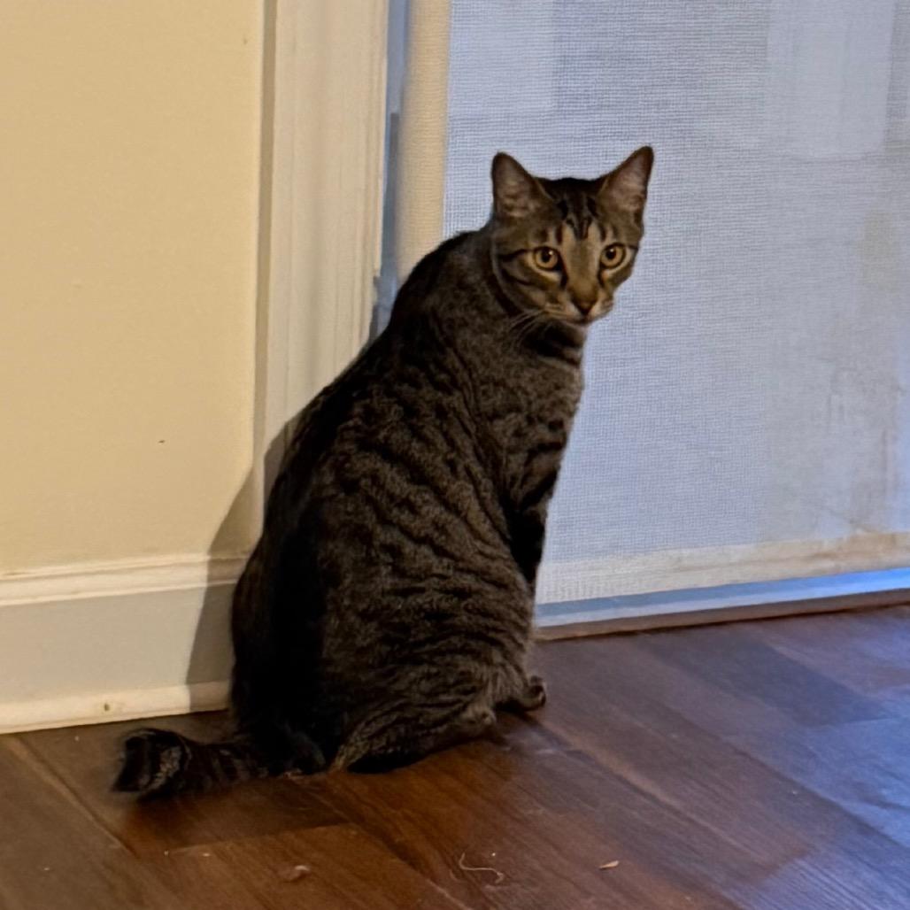 Daiquiri, a Adoptable Domestic Short Hair in Huntsville, AL image 4/4