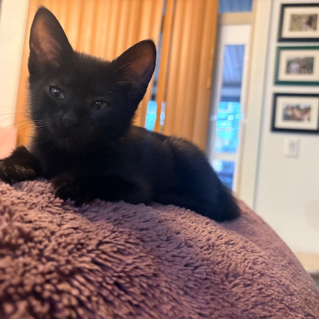 Saske, Adoptable, Kitten Female Domestic Short Hair.