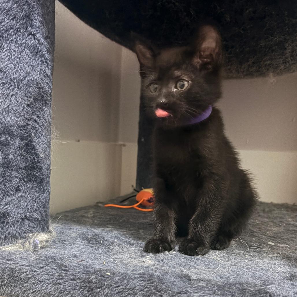 Enlarge Saske, a Adoptable Domestic Short Hair in Abbotsford, BC image 2/6