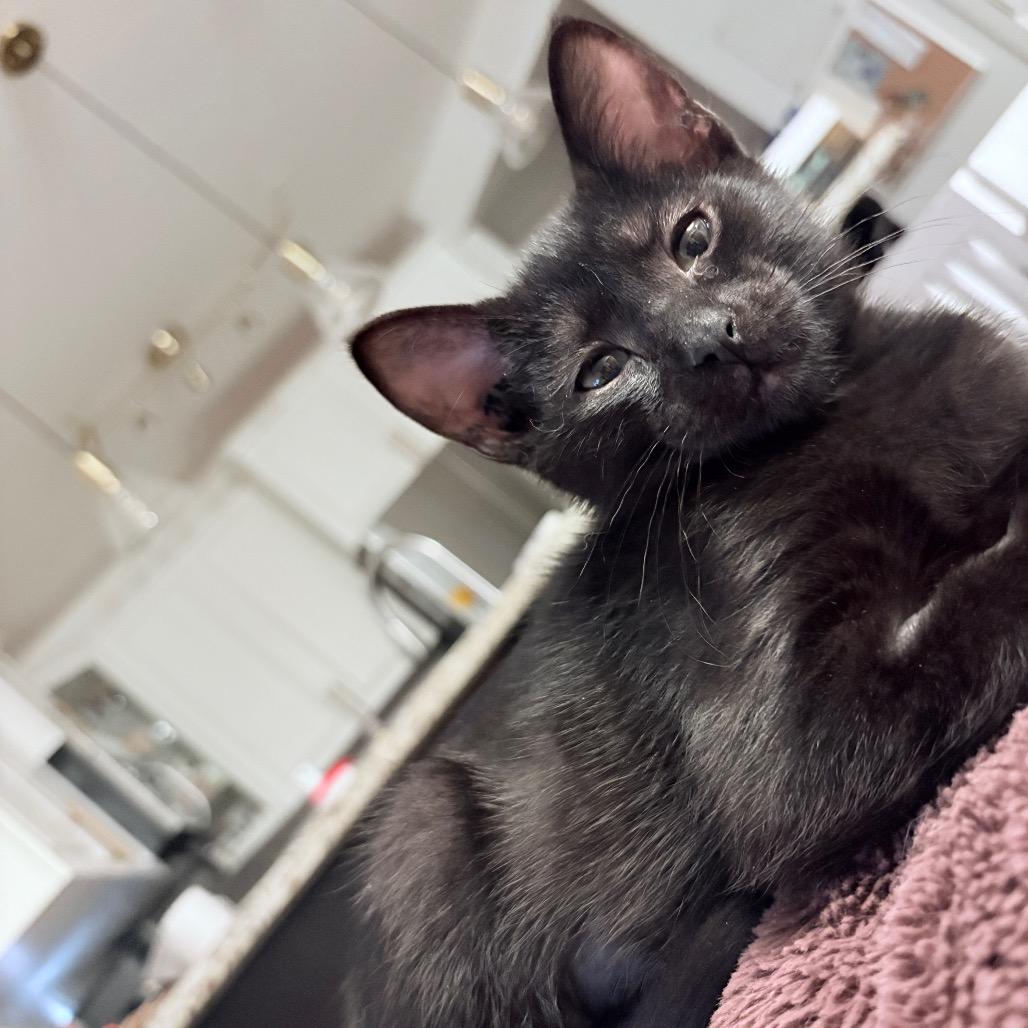 Enlarge Saske, a Adoptable Domestic Short Hair in Abbotsford, BC image 3/6