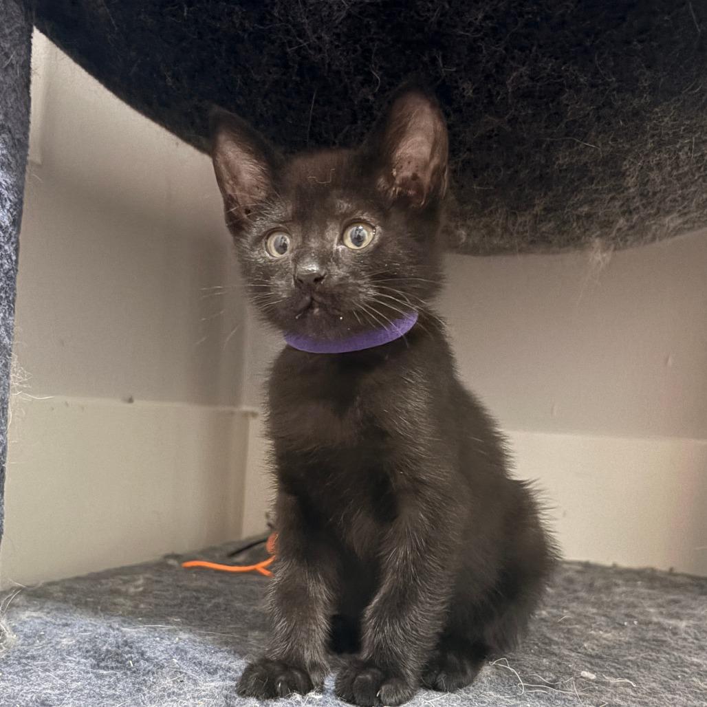 Enlarge Saske, a Adoptable Domestic Short Hair in Abbotsford, BC image 4/6