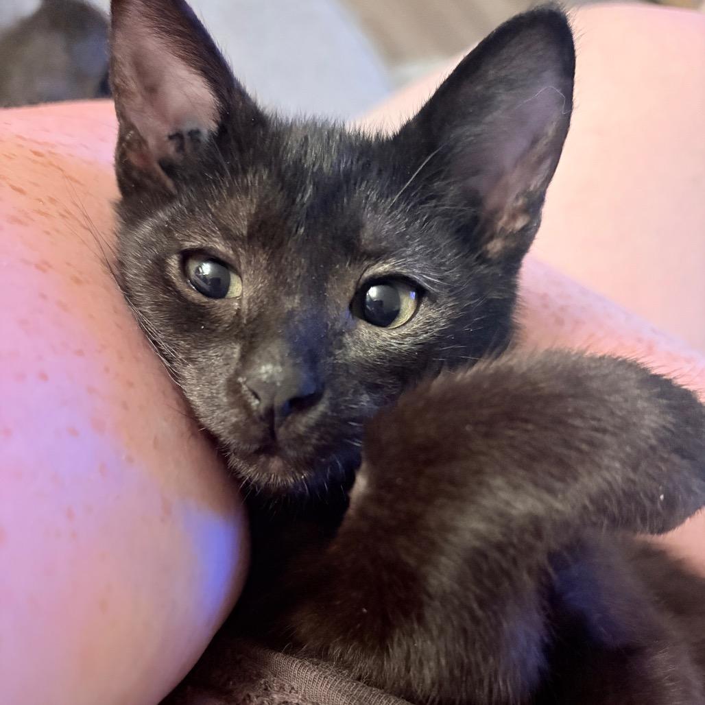 Enlarge Saske, a Adoptable Domestic Short Hair in Abbotsford, BC image 5/6