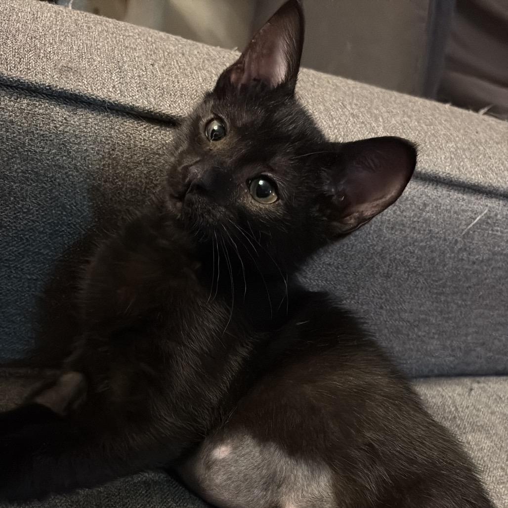 Enlarge Saske, a Adoptable Domestic Short Hair in Abbotsford, BC image 6/6