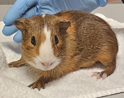 Shemp, Adoptable, Young Male Guinea Pig.