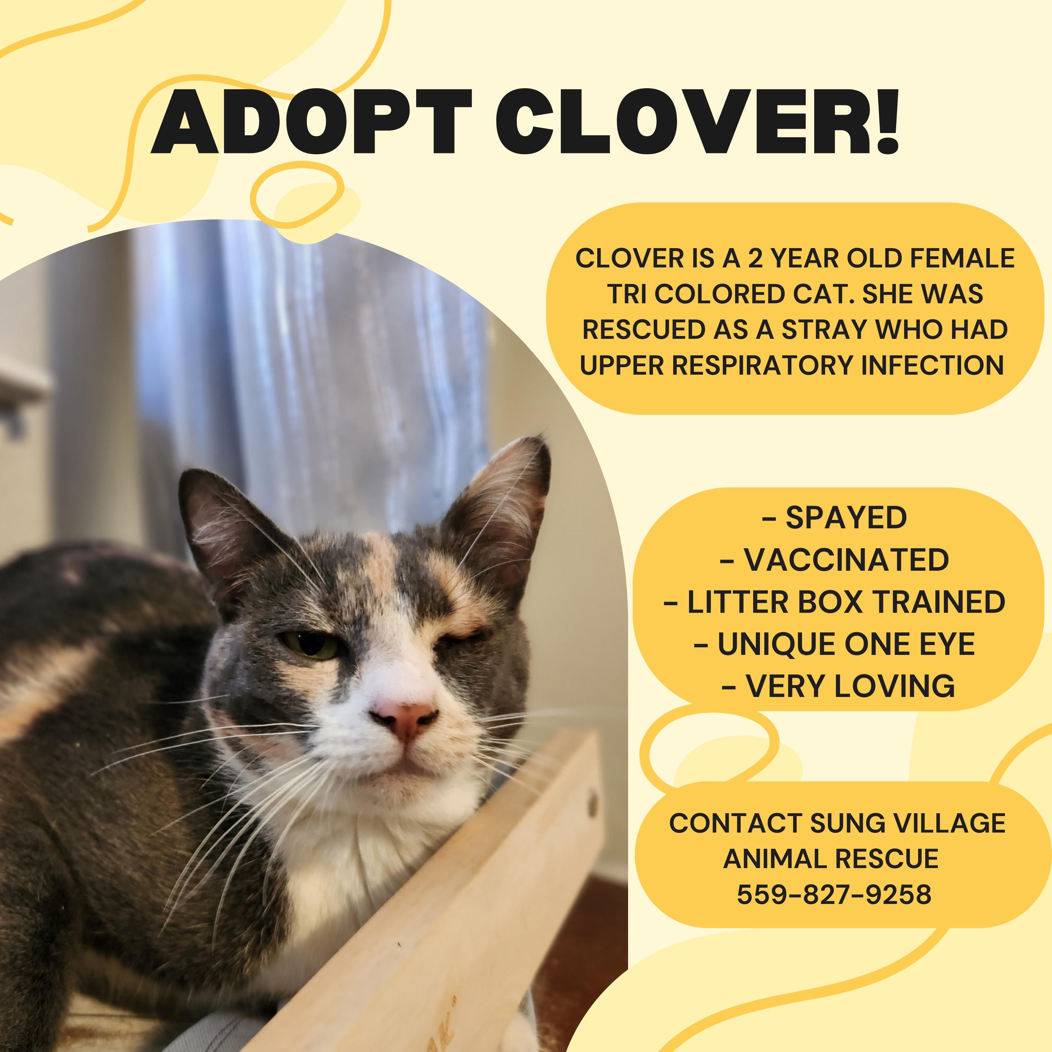 Enlarge Clover, a ADOPTABLE Domestic Short Hair in Madera, CA image 1/3