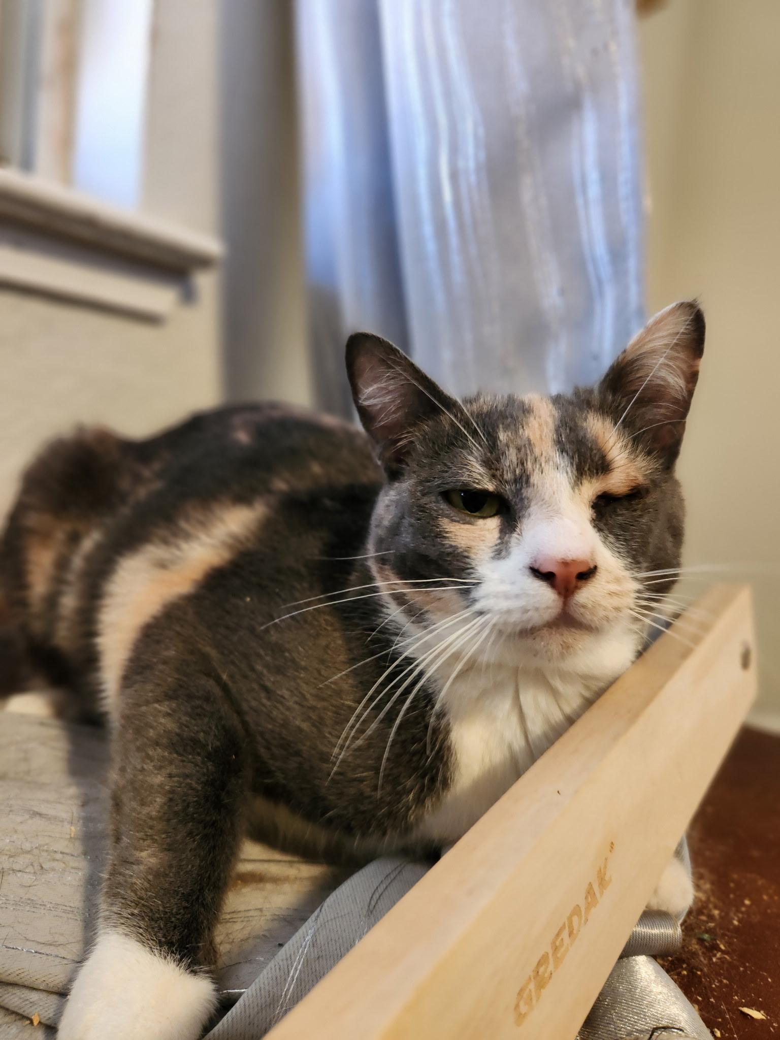 Enlarge Clover, a ADOPTABLE Domestic Short Hair in Madera, CA image 2/3