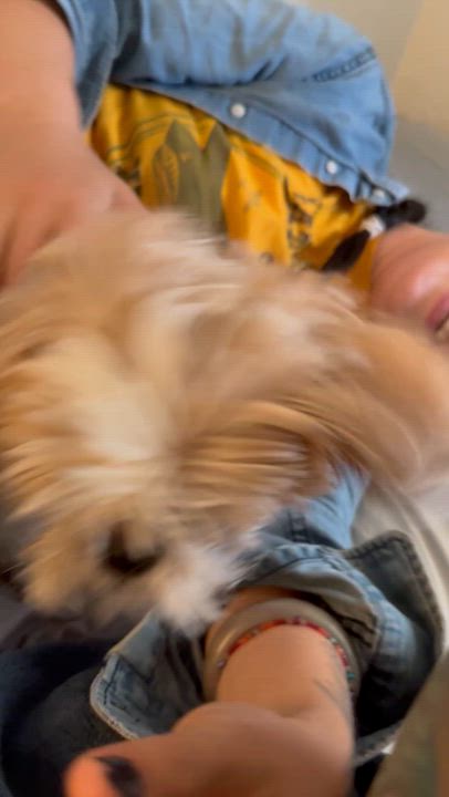 Enlarge Clover, a ADOPTABLE Domestic Short Hair in Madera, CA video 3/3