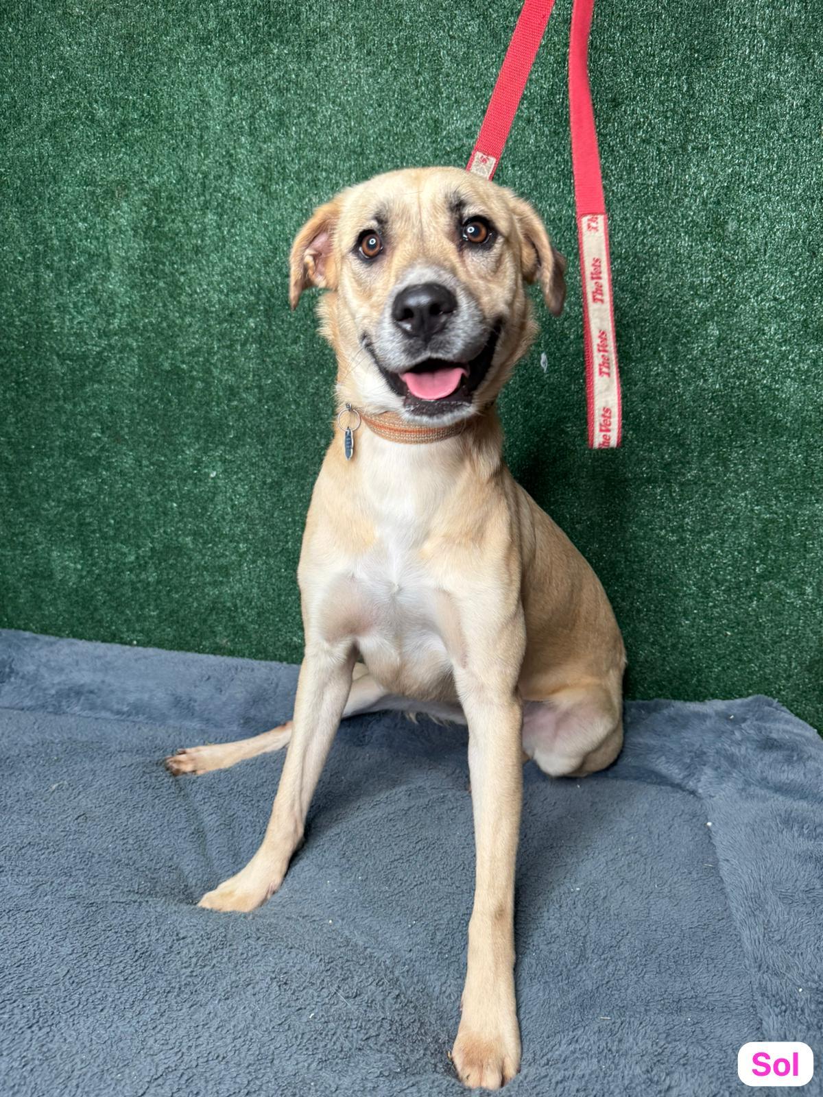 Enlarge Sol , a Adoptable mixed breed in New York , NY image 3/5