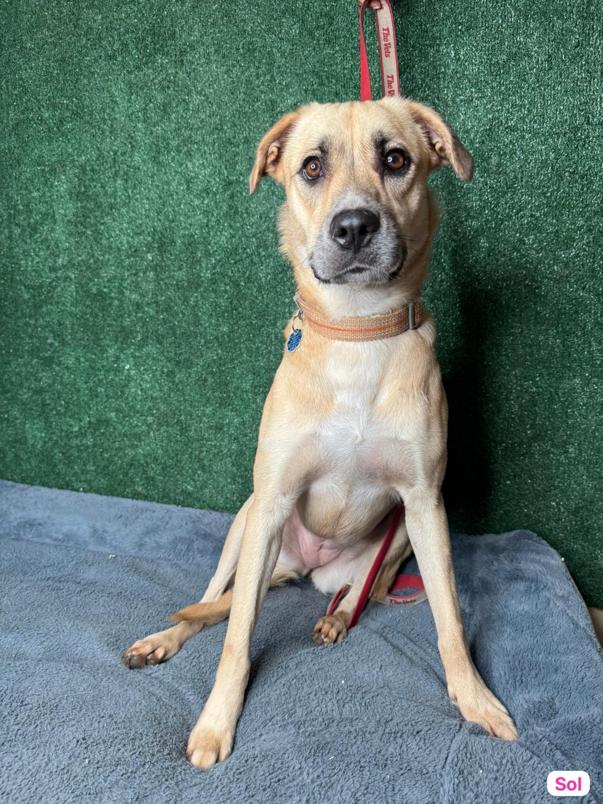 Enlarge Sol , a Adoptable mixed breed in New York , NY image 5/5