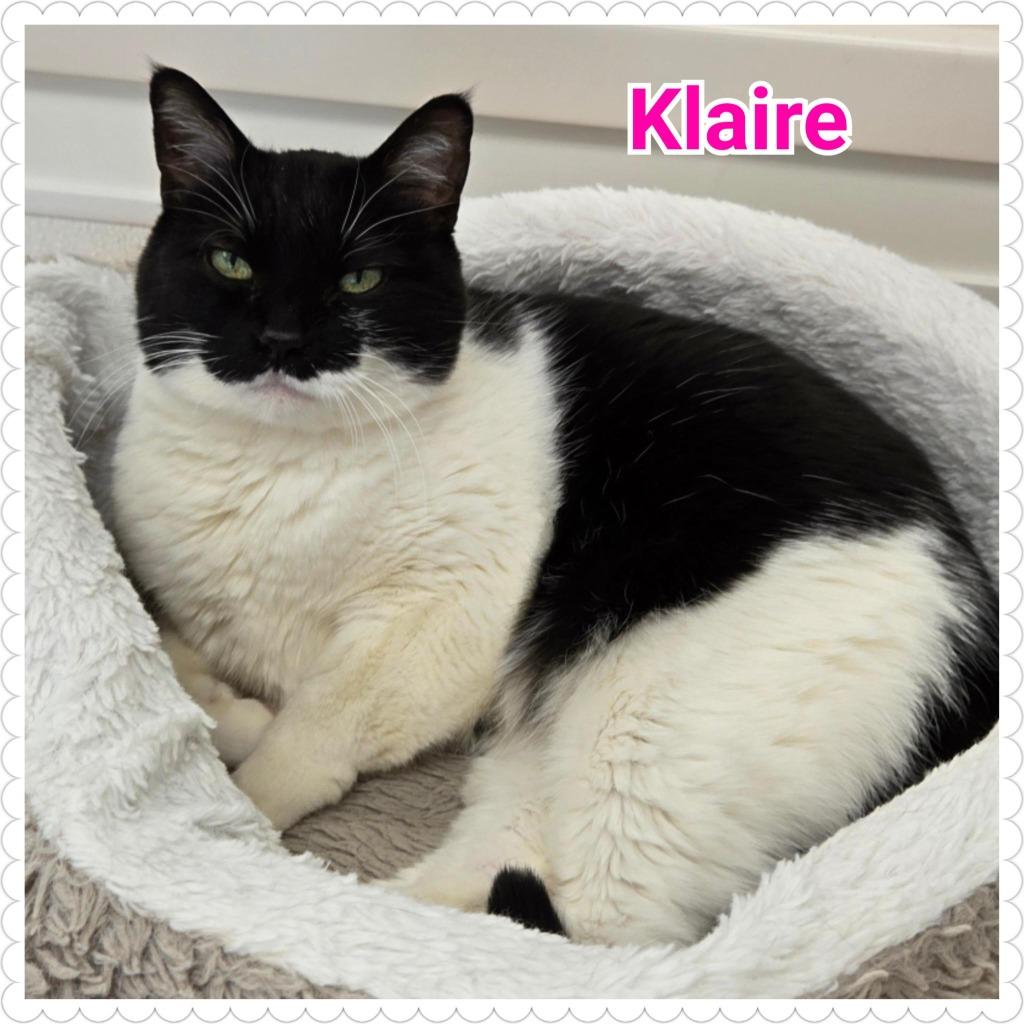 Klaire, Adoptable, Adult Female Domestic Short Hair.