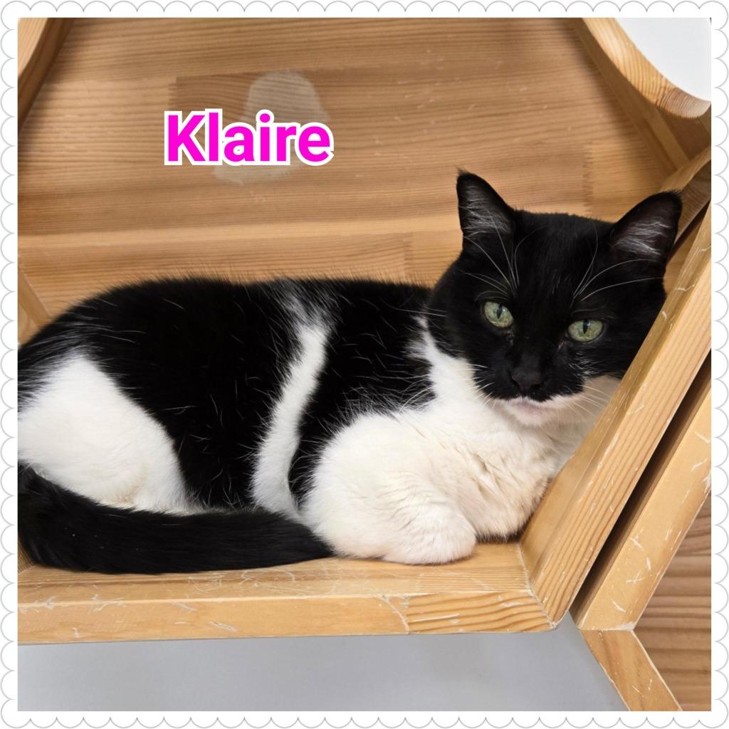 Enlarge Klaire, a Adoptable mixed breed in North Saint Paul, MN image 2/4