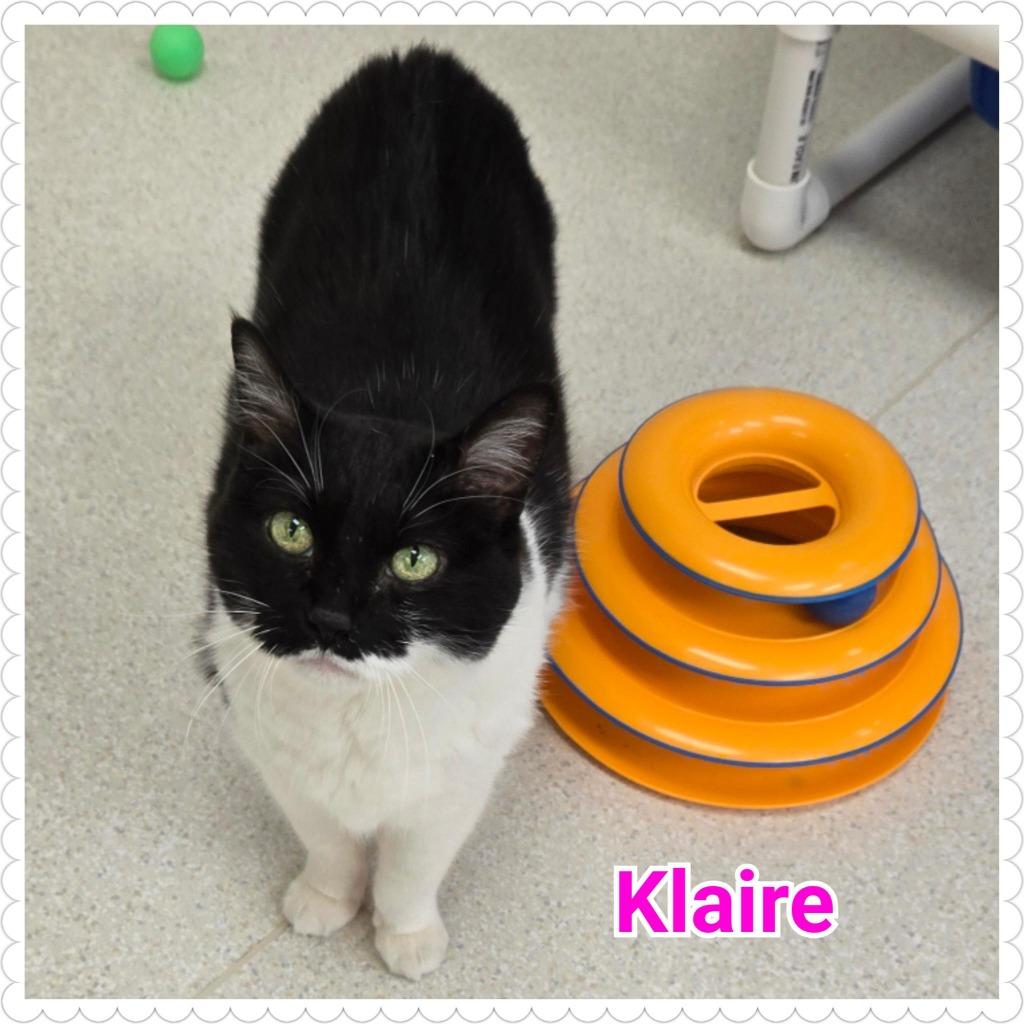 Enlarge Klaire, a Adoptable mixed breed in North Saint Paul, MN image 3/4