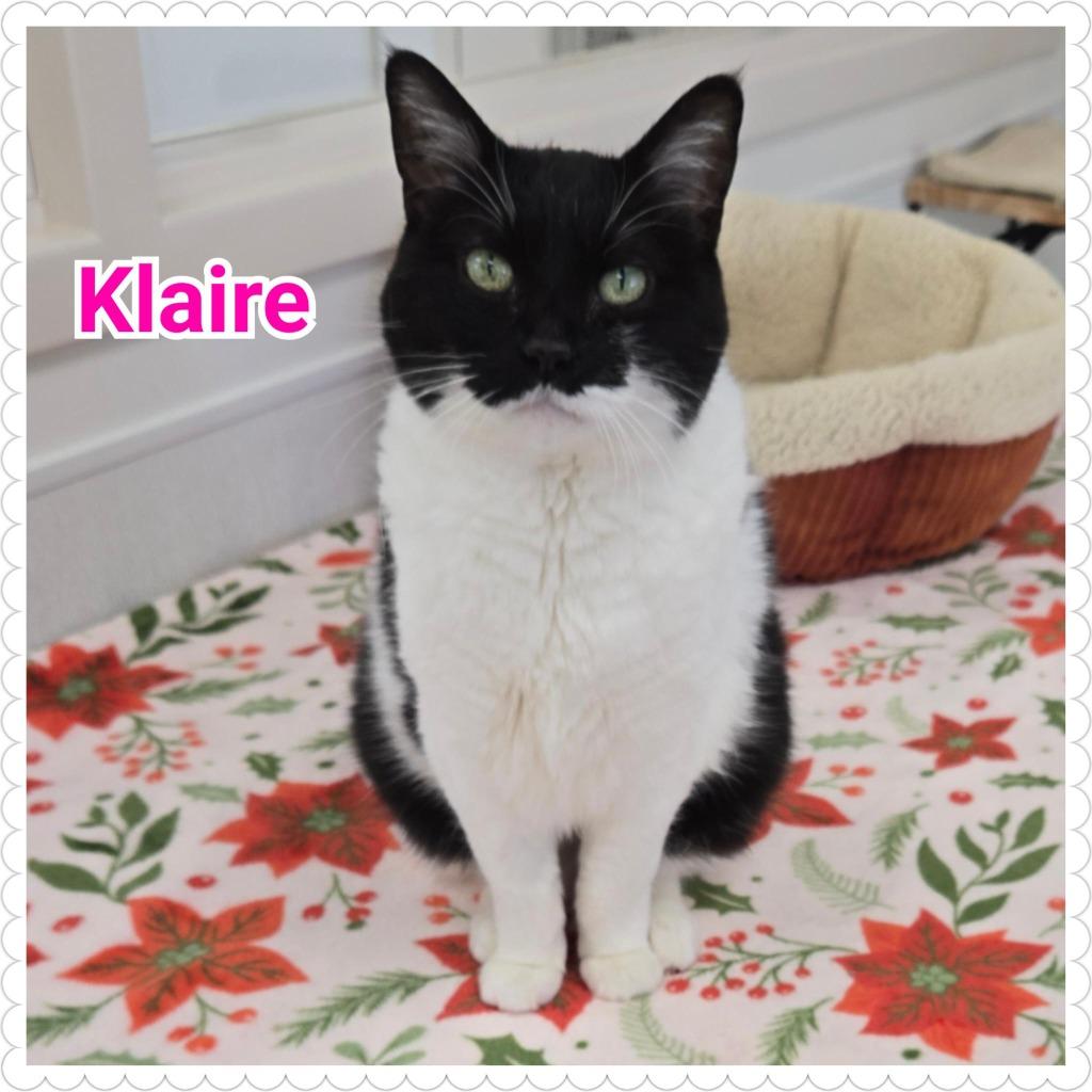 Enlarge Klaire, a Adoptable mixed breed in North Saint Paul, MN image 4/4
