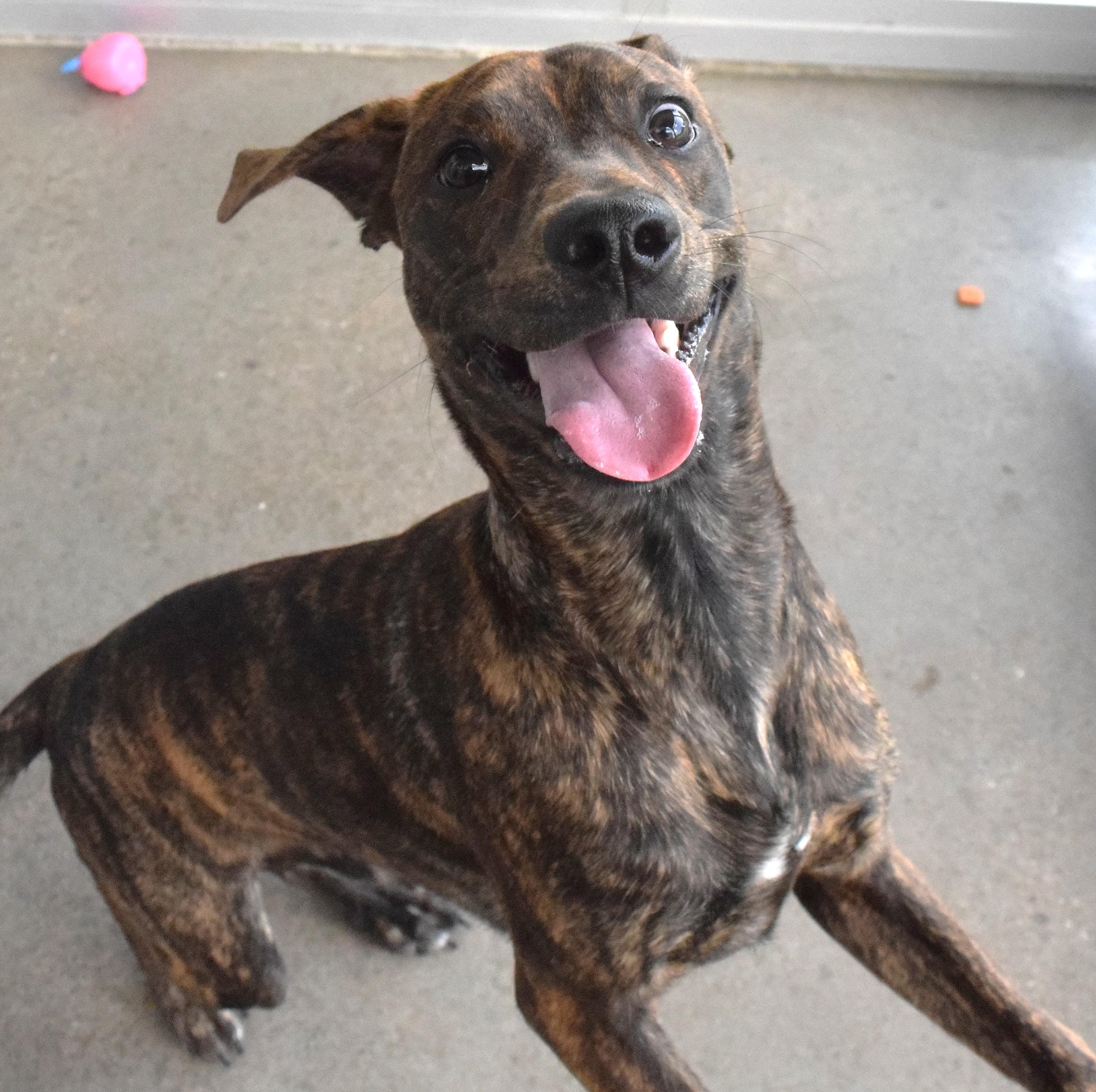 Enlarge 22248, a ADOPTABLE mixed breed in Broken Arrow, OK image 1/1