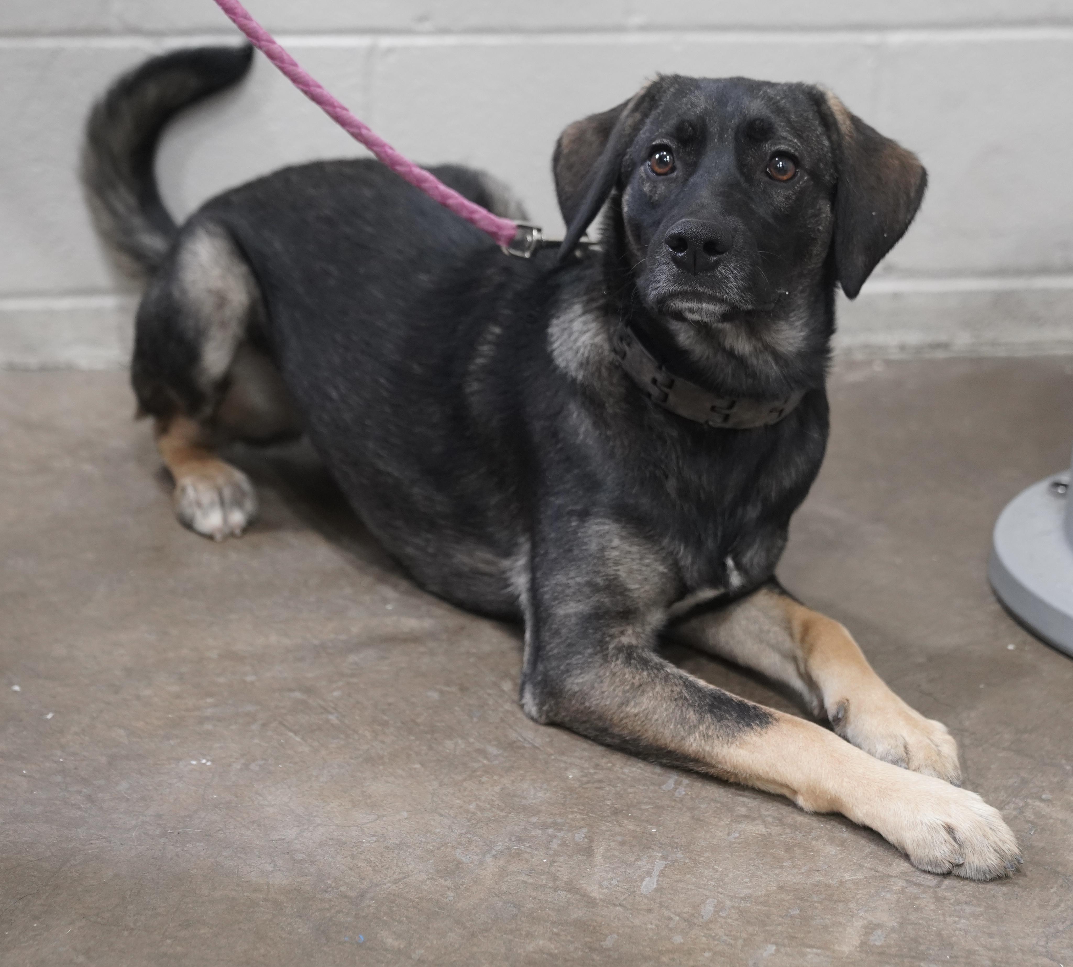Summer , a ADOPTABLE mixed breed in Pottsville, PA image 1/4