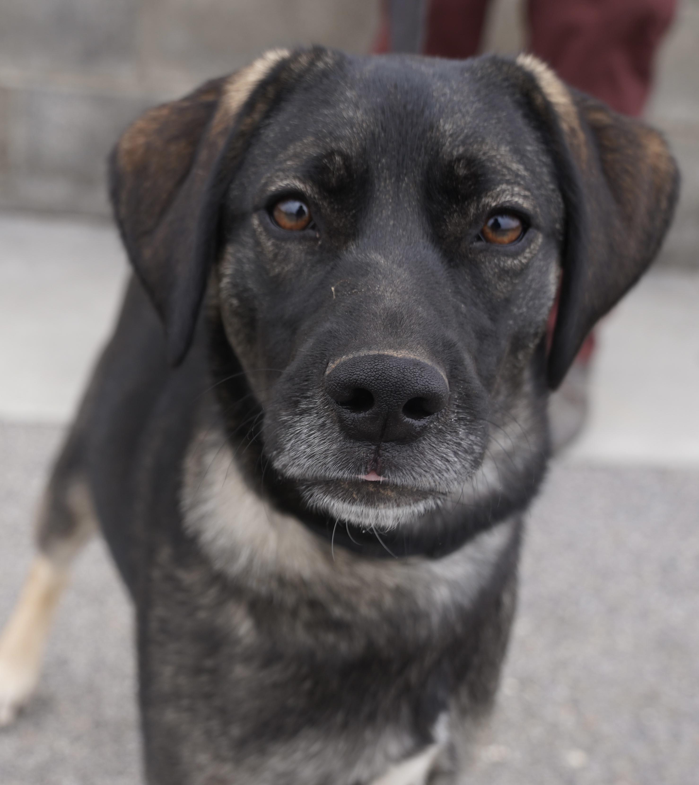Summer , ADOPTABLE, Puppy Female Norwegian Elkhound.