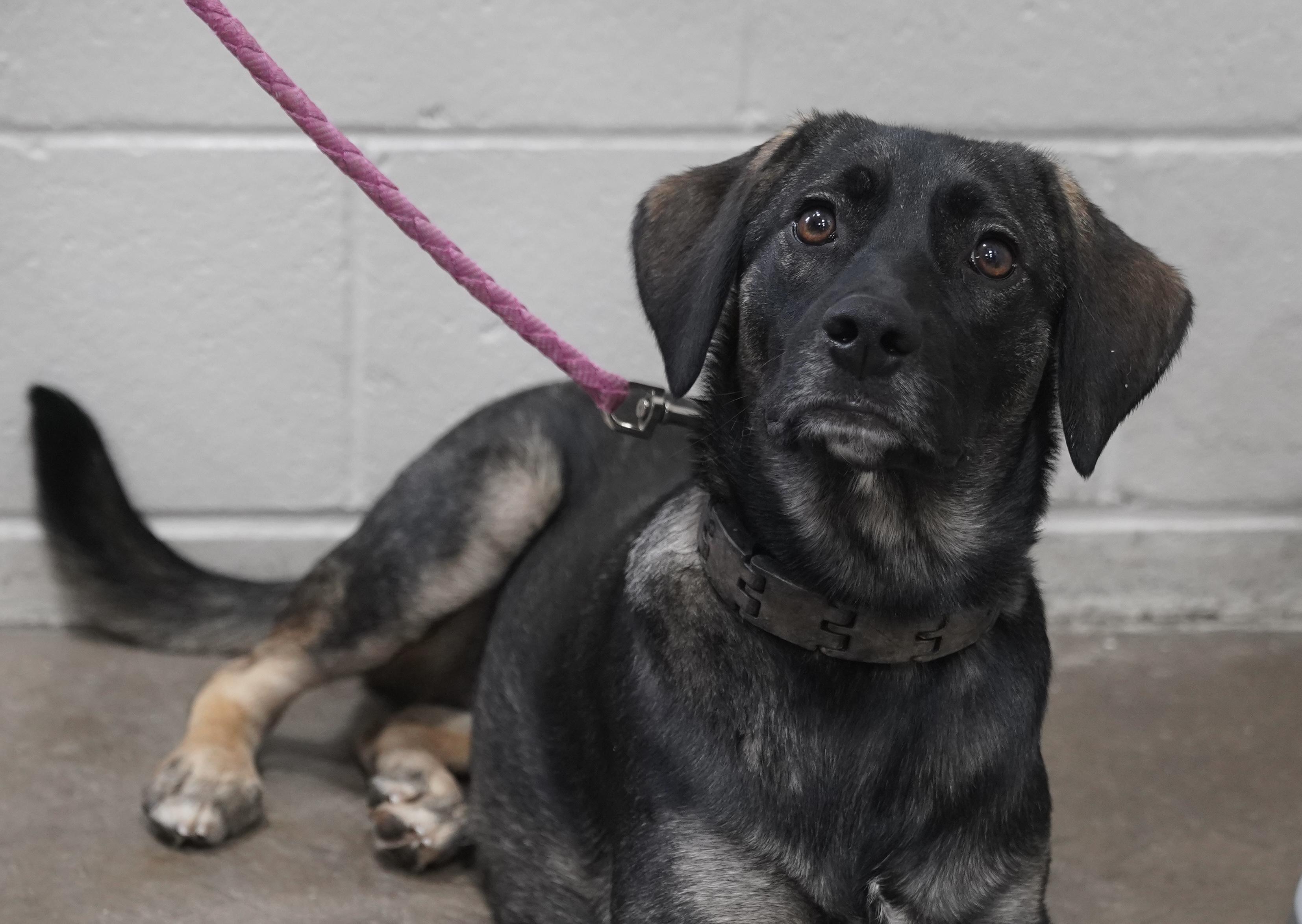 Summer , a ADOPTABLE mixed breed in Pottsville, PA image 2/4