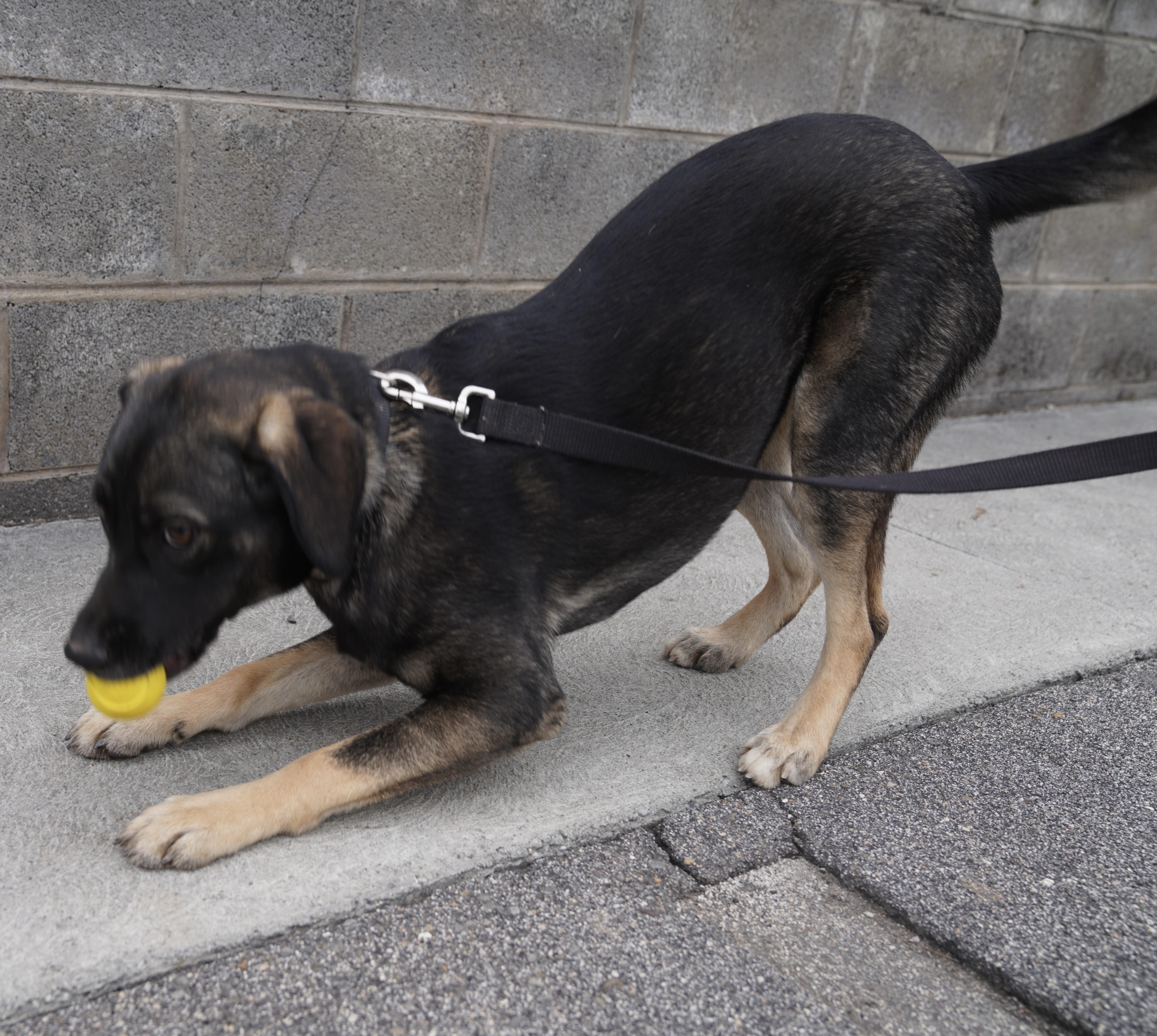 Enlarge Summer , a ADOPTABLE mixed breed in Pottsville, PA image 5/6