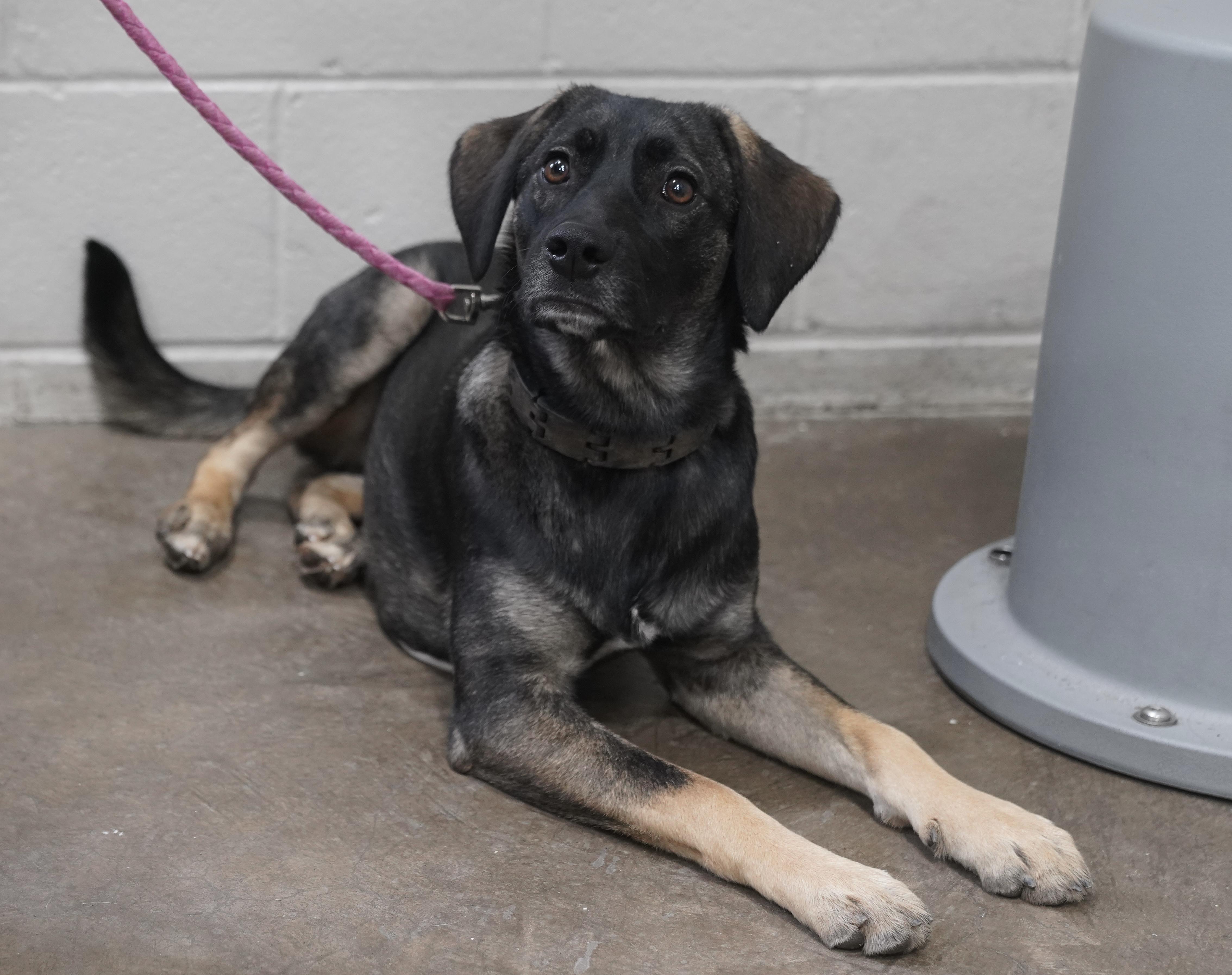 Summer , a ADOPTABLE mixed breed in Pottsville, PA image 3/4