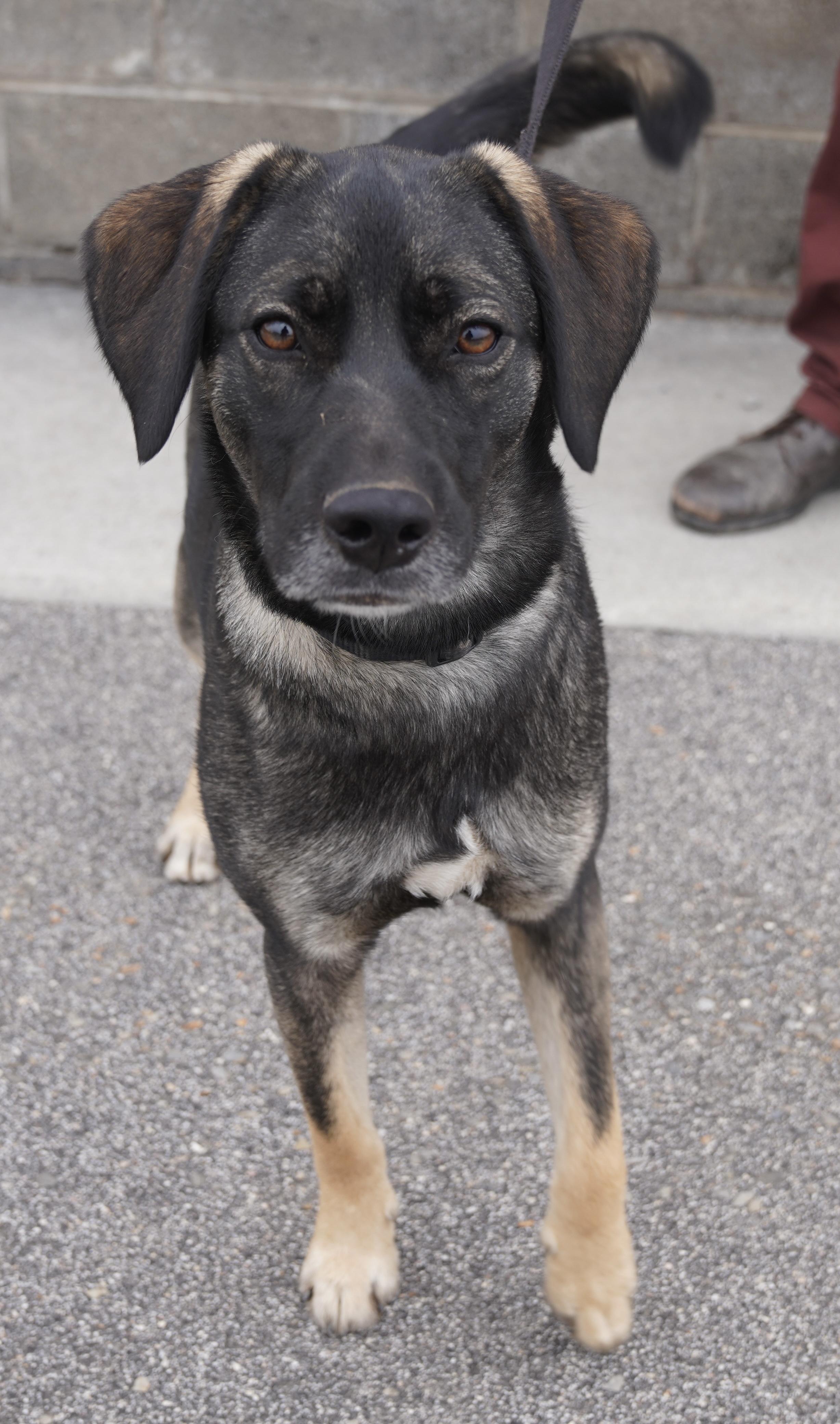 Enlarge Summer , a ADOPTABLE mixed breed in Pottsville, PA image 6/6