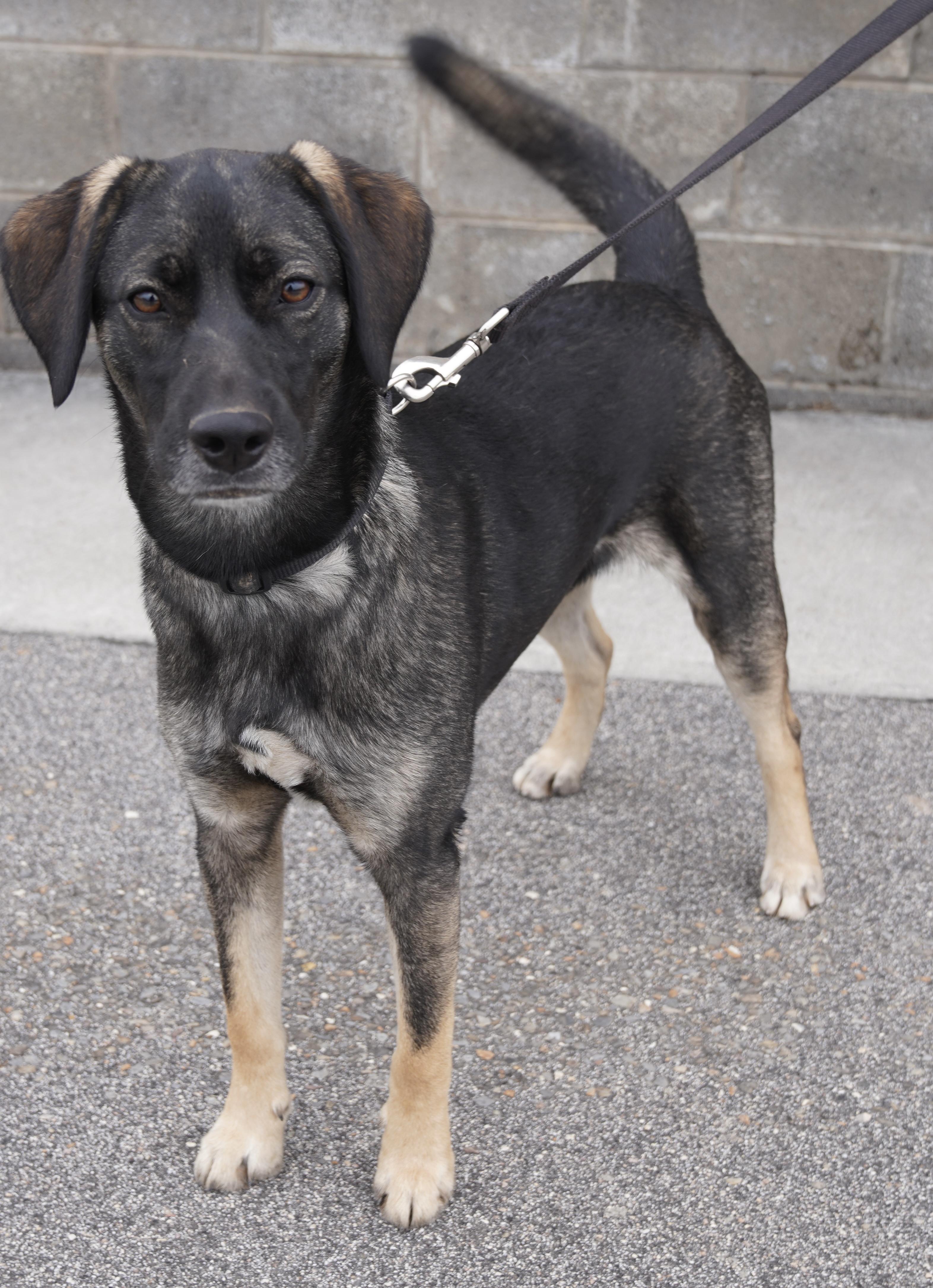 Enlarge Summer , a ADOPTABLE mixed breed in Pottsville, PA image 4/6