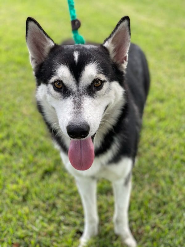 Enlarge Comet, a Adoptable Siberian Husky in Cherry Hill, NJ image 4/5