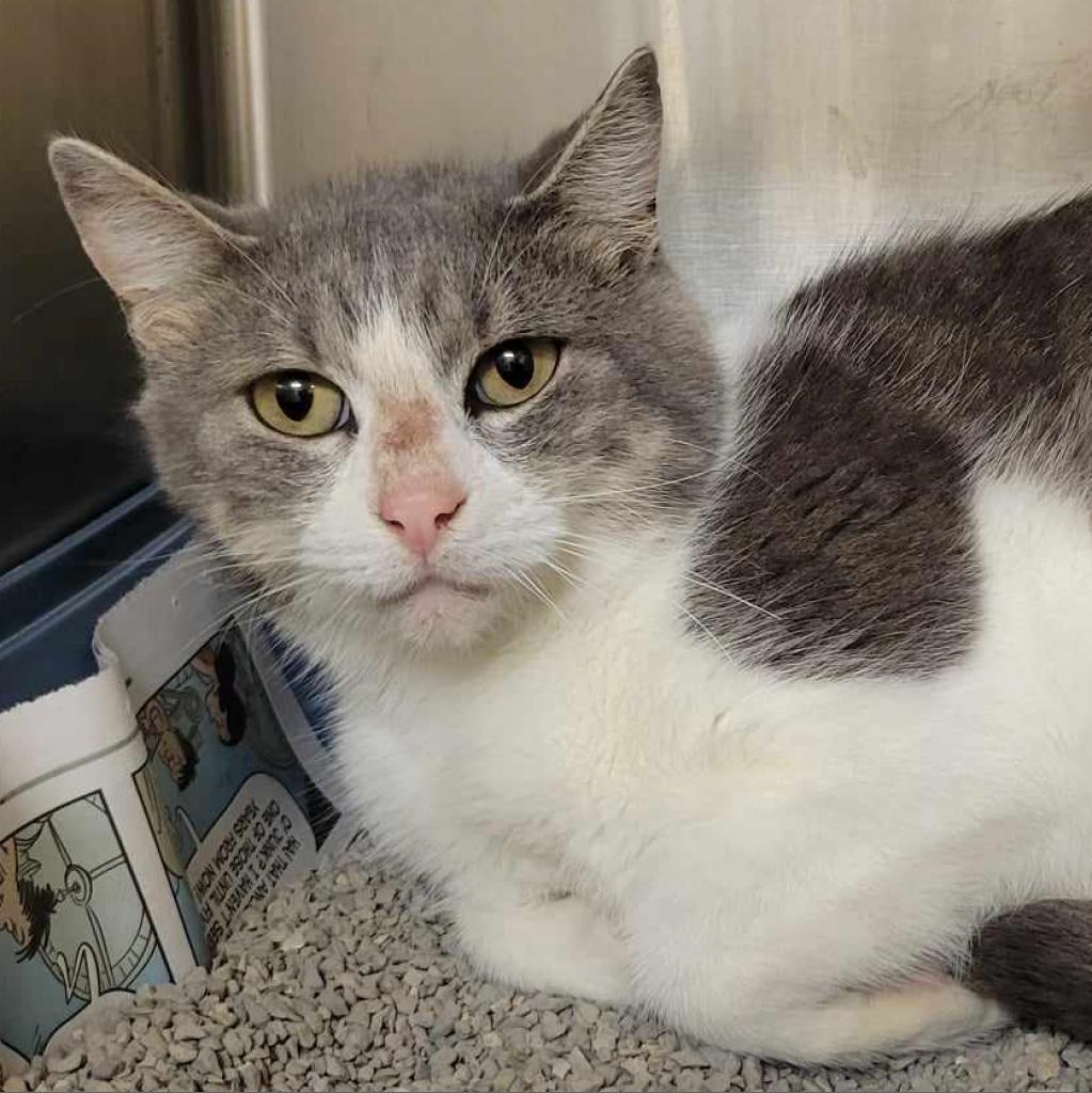 Bon Bon, a Adoptable Domestic Short Hair in Columbia, MO image 1/3