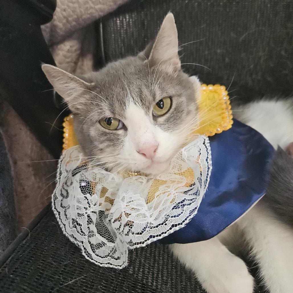 Bon Bon, a Adoptable Domestic Short Hair in Columbia, MO image 2/3