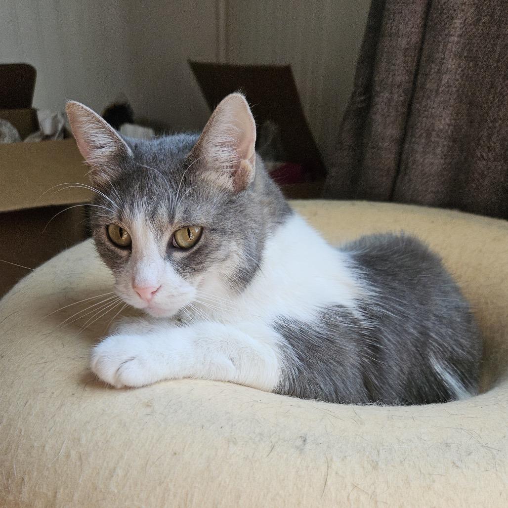 Enlarge Bon Bon, a Adoptable Domestic Short Hair in Columbia, MO image 3/5