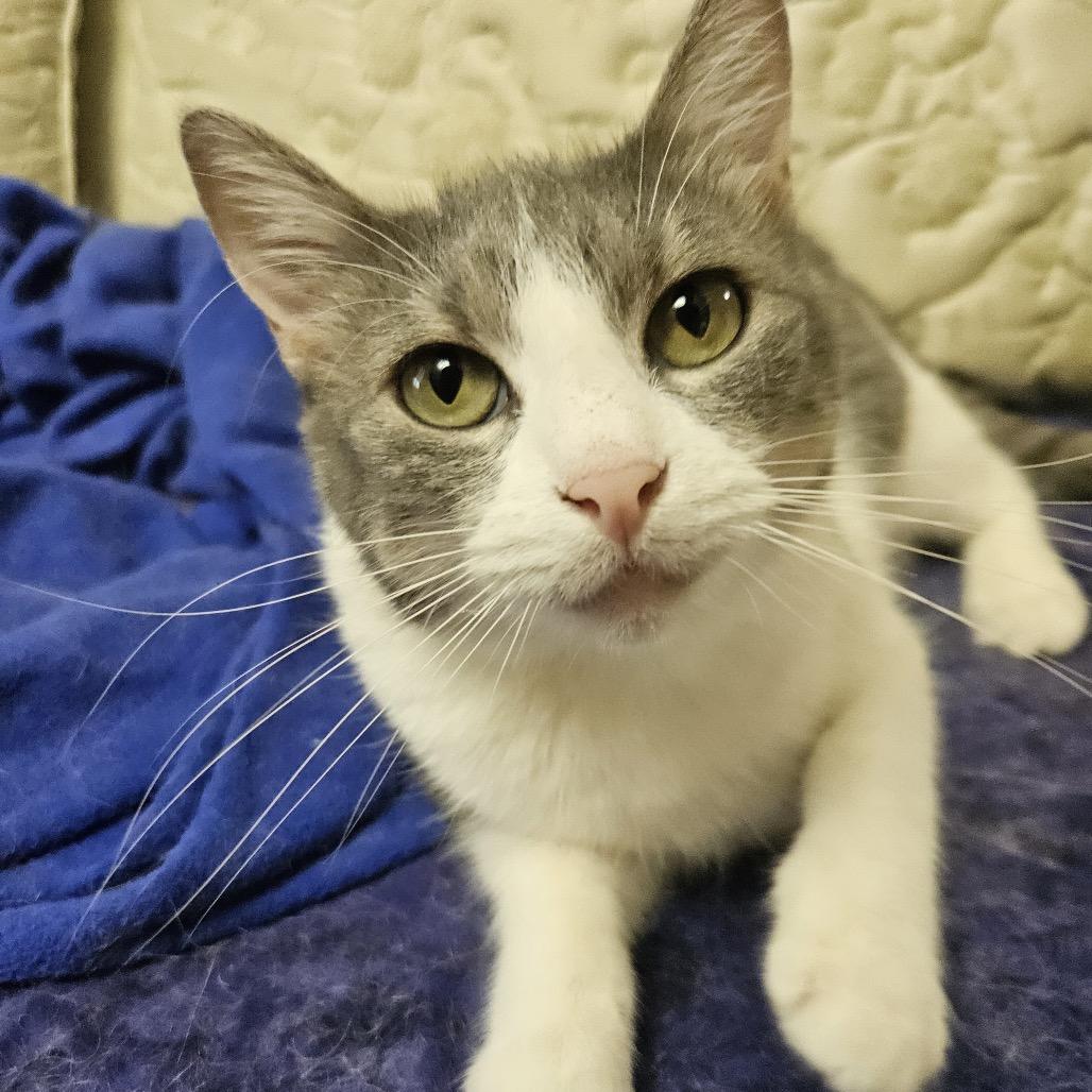 Enlarge Bon Bon, a Adoptable Domestic Short Hair in Columbia, MO image 4/5