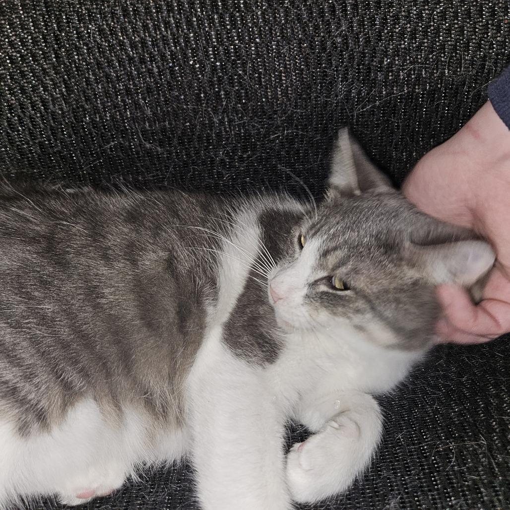 Bon Bon, a Adoptable Domestic Short Hair in Columbia, MO image 3/3