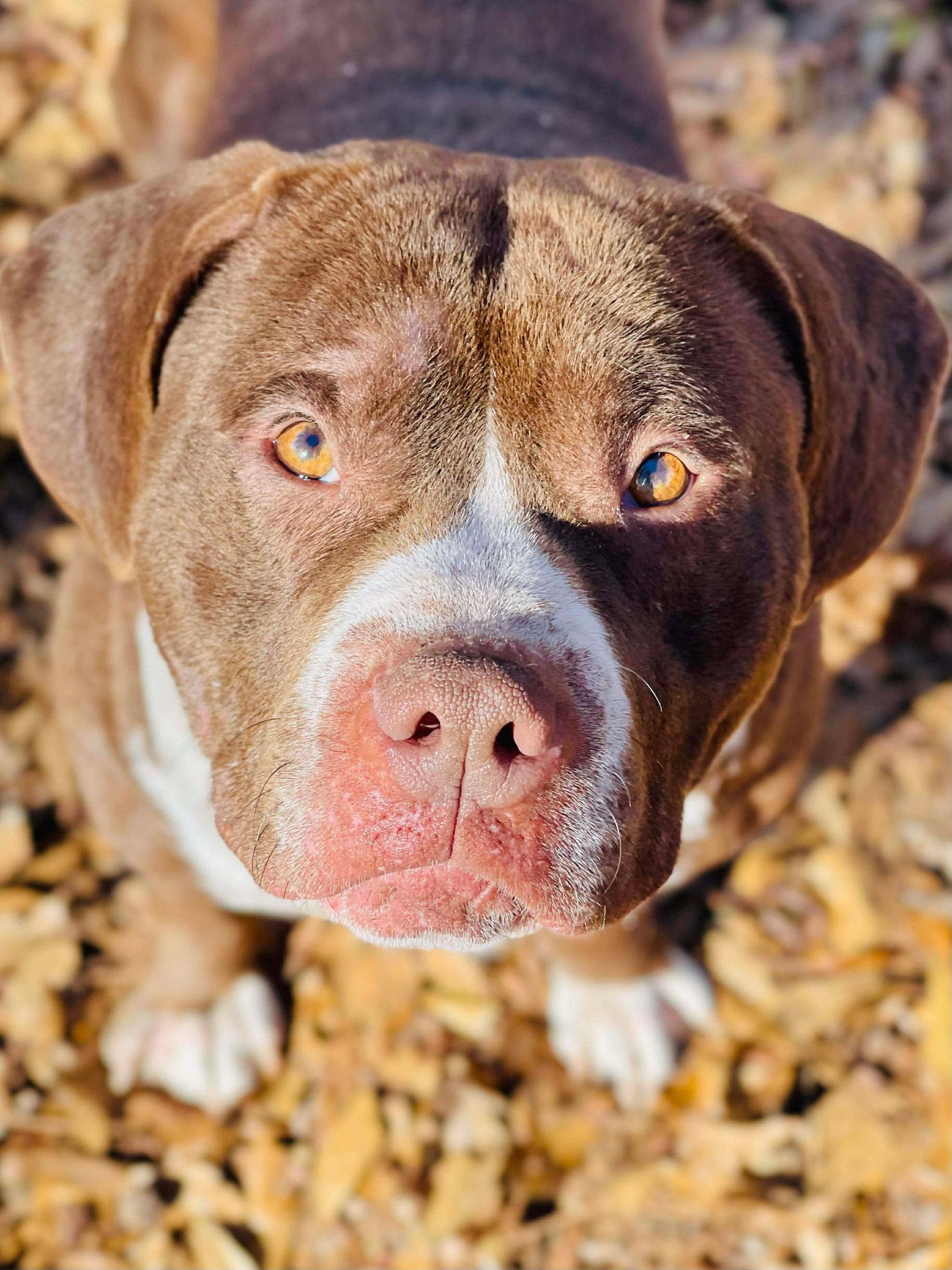 Enlarge COURTESY POST...Bubba, a Adoptable mixed breed in Social Circle, GA image 1/3