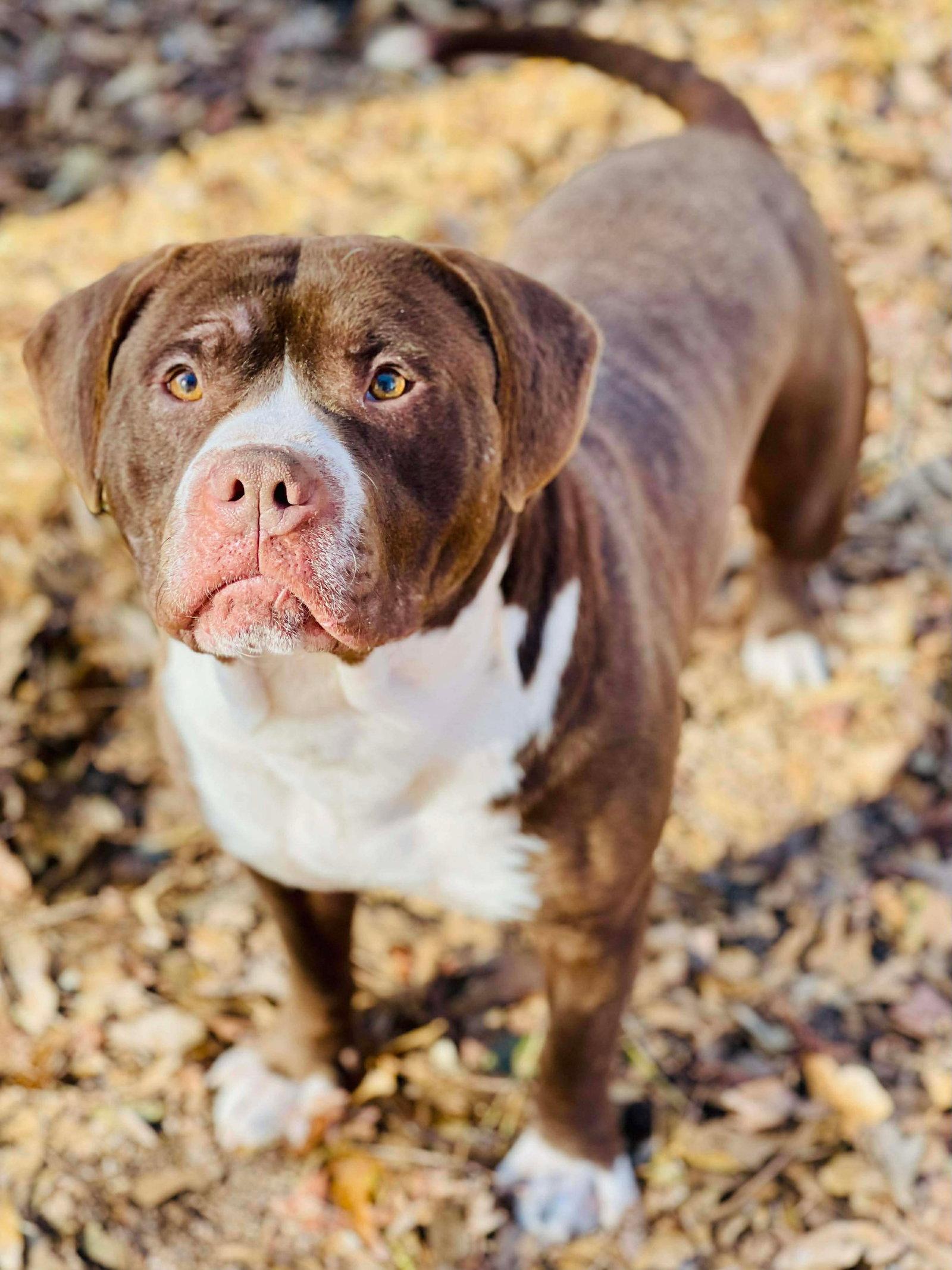 Enlarge COURTESY POST...Bubba, a Adoptable mixed breed in Social Circle, GA image 2/3