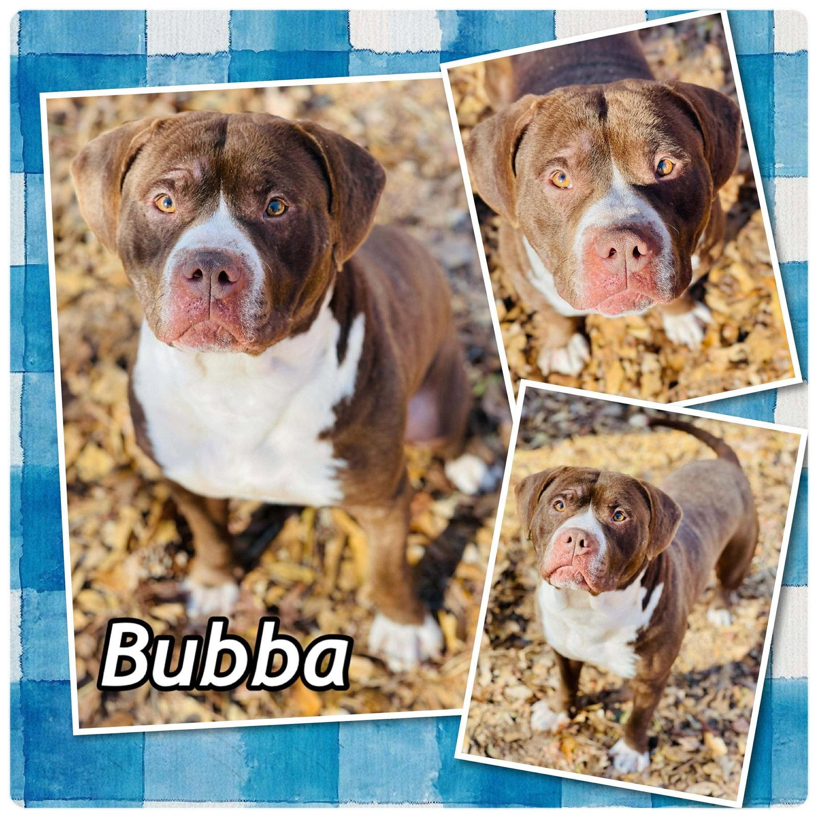 Enlarge COURTESY POST...Bubba, a Adoptable mixed breed in Social Circle, GA image 3/3