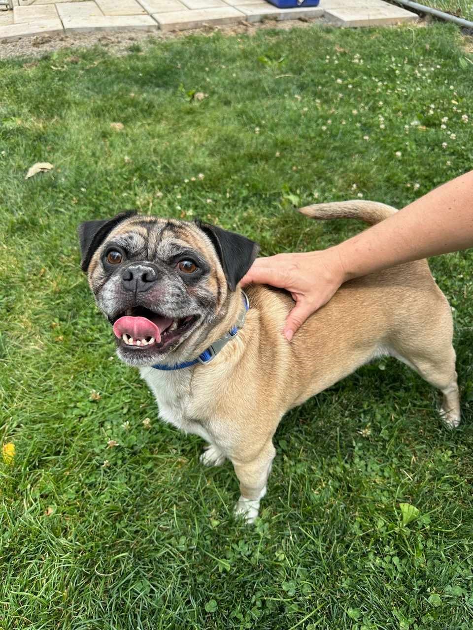 Dog for adoption Groot, a Pug in Chambersburg, PA Petfinder