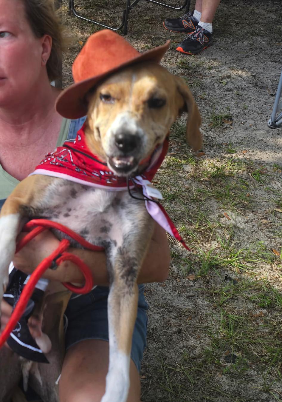 Enlarge Reggie, a Adoptable mixed breed in PENSACOLA, FL image 2/6