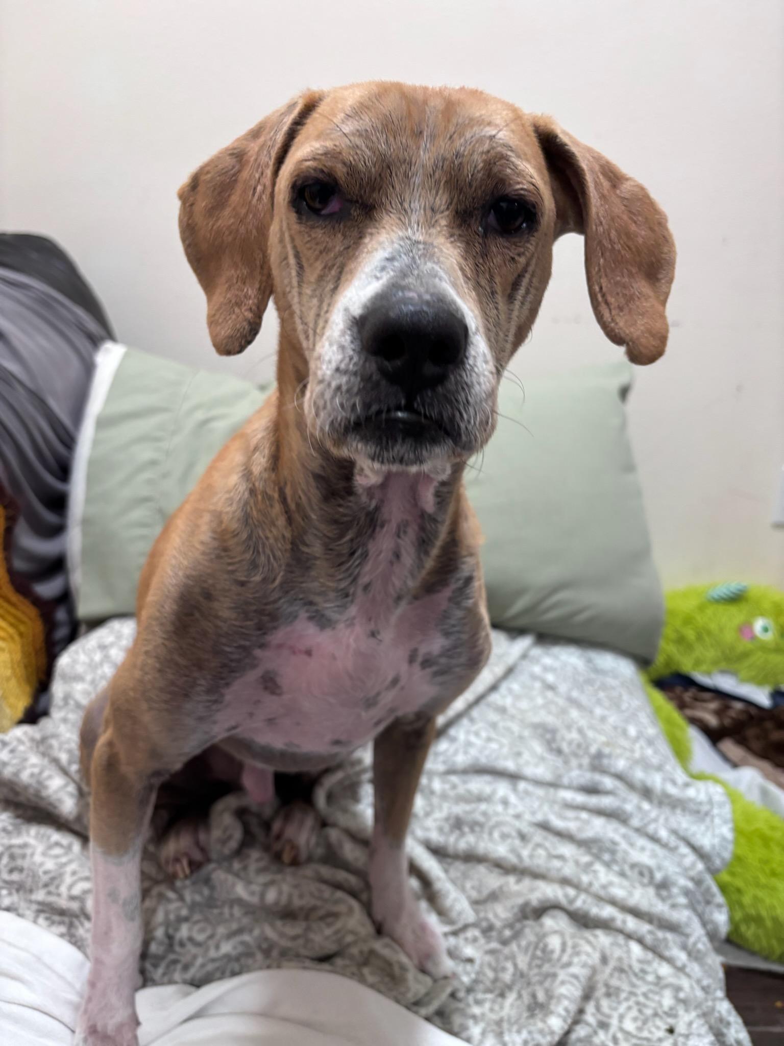 Enlarge Reggie, a Adoptable mixed breed in PENSACOLA, FL image 4/5