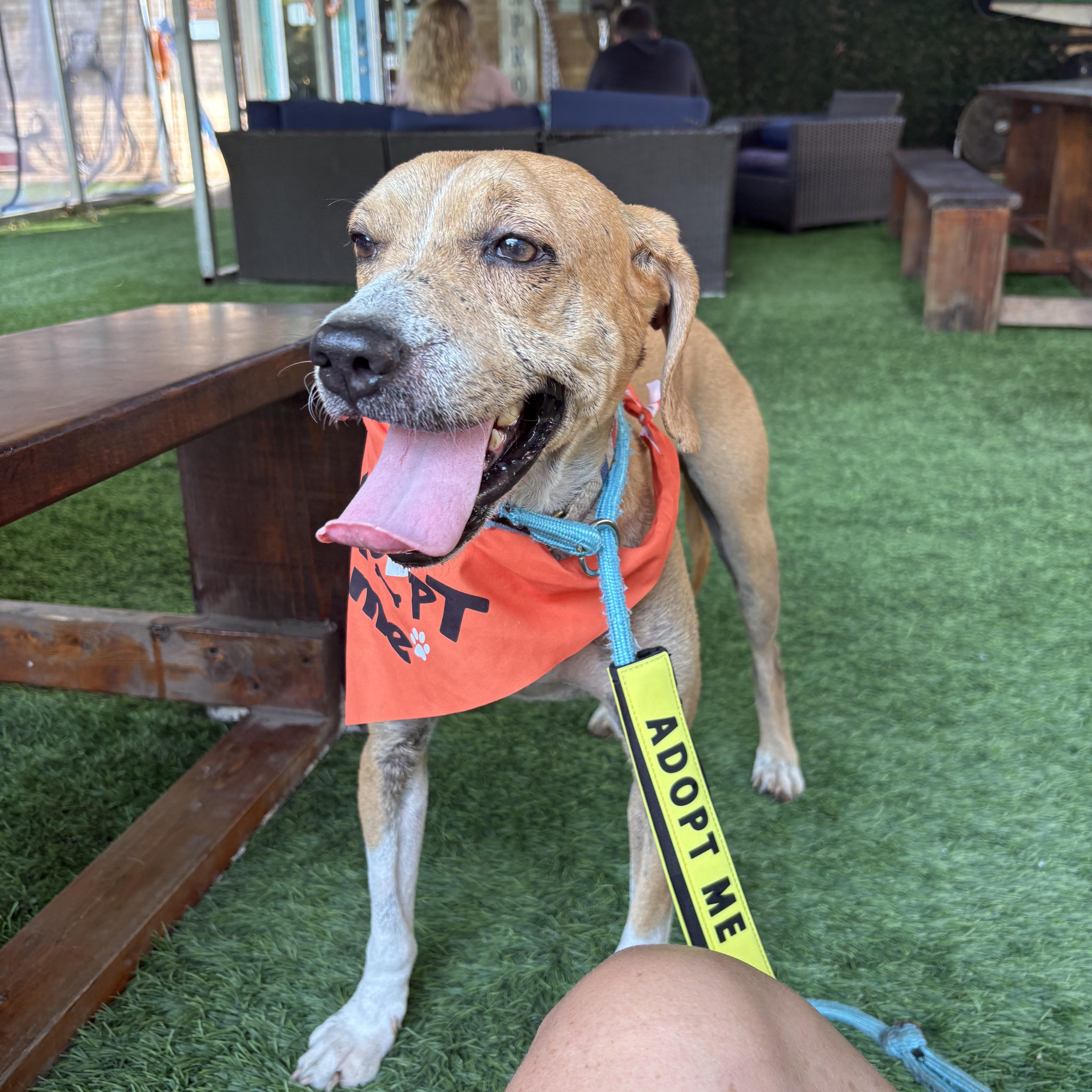 Enlarge Reggie, a Adoptable mixed breed in PENSACOLA, FL image 5/6